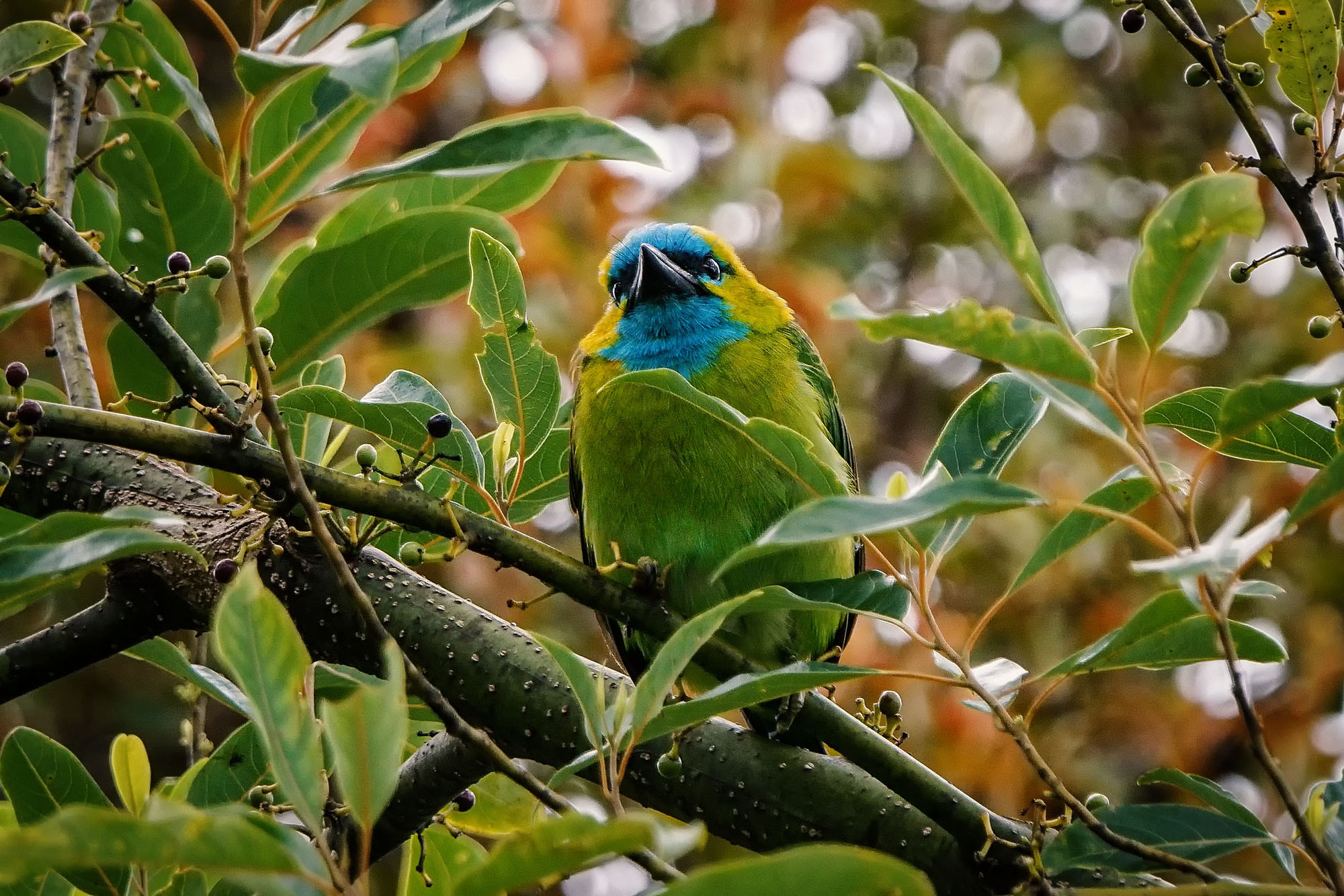 Sony ILCA-77M2 + Sony 70-400mm F4-5.6 G SSM II sample photo. Golden-naped barbet photography