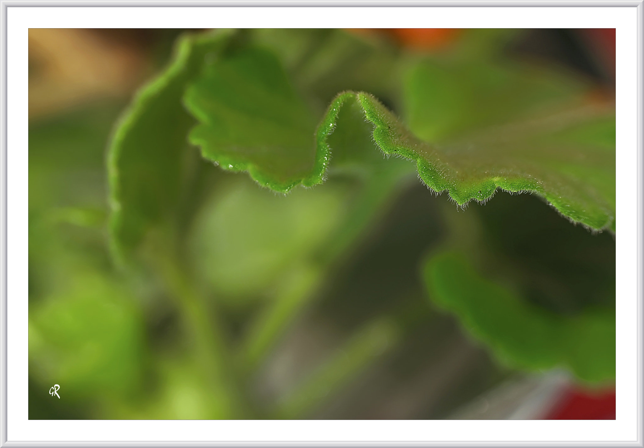 Canon EF-S 60mm F2.8 Macro USM sample photo. Pélargonium photography