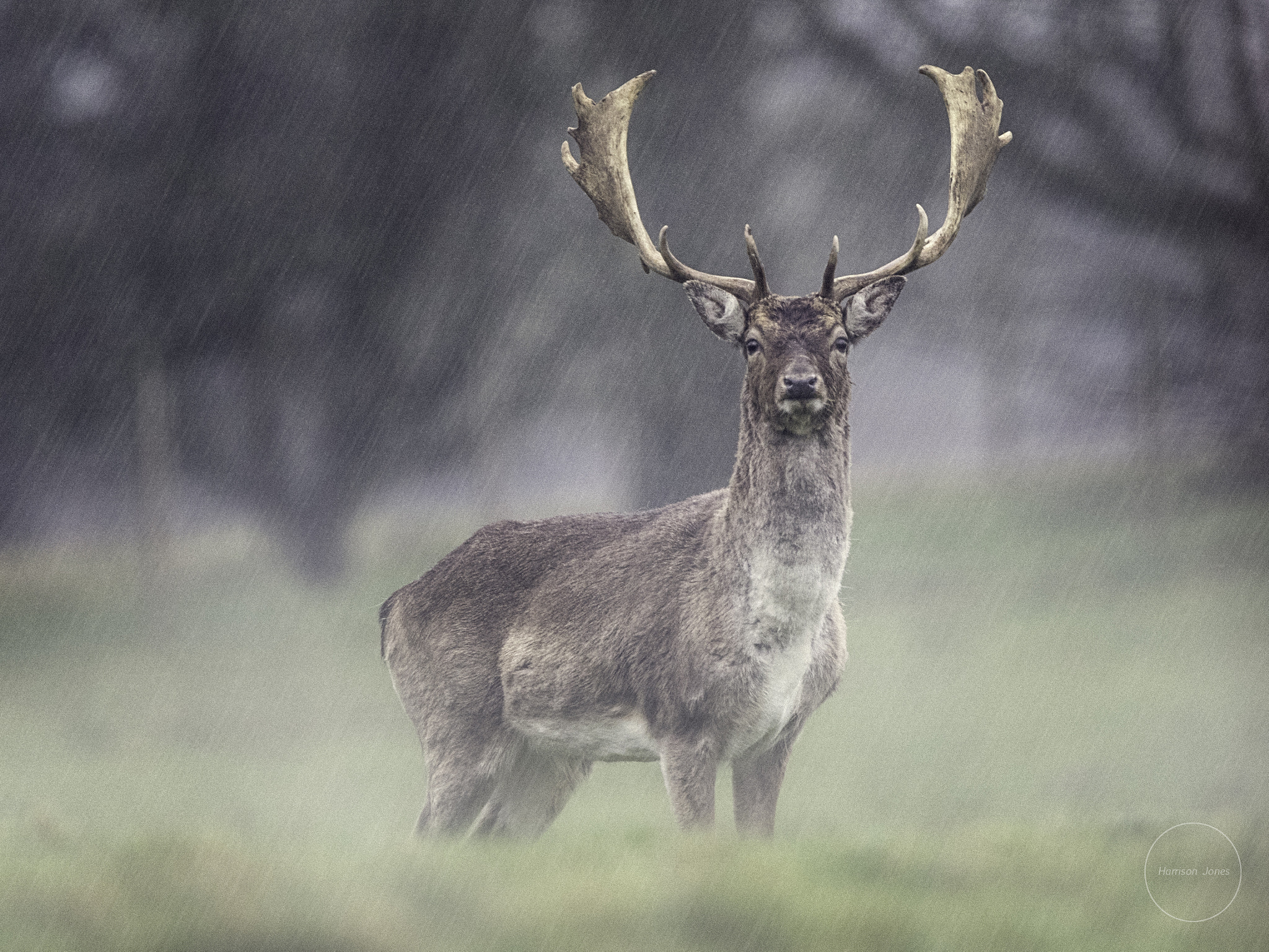 Canon EOS 7D Mark II sample photo. Stag photography