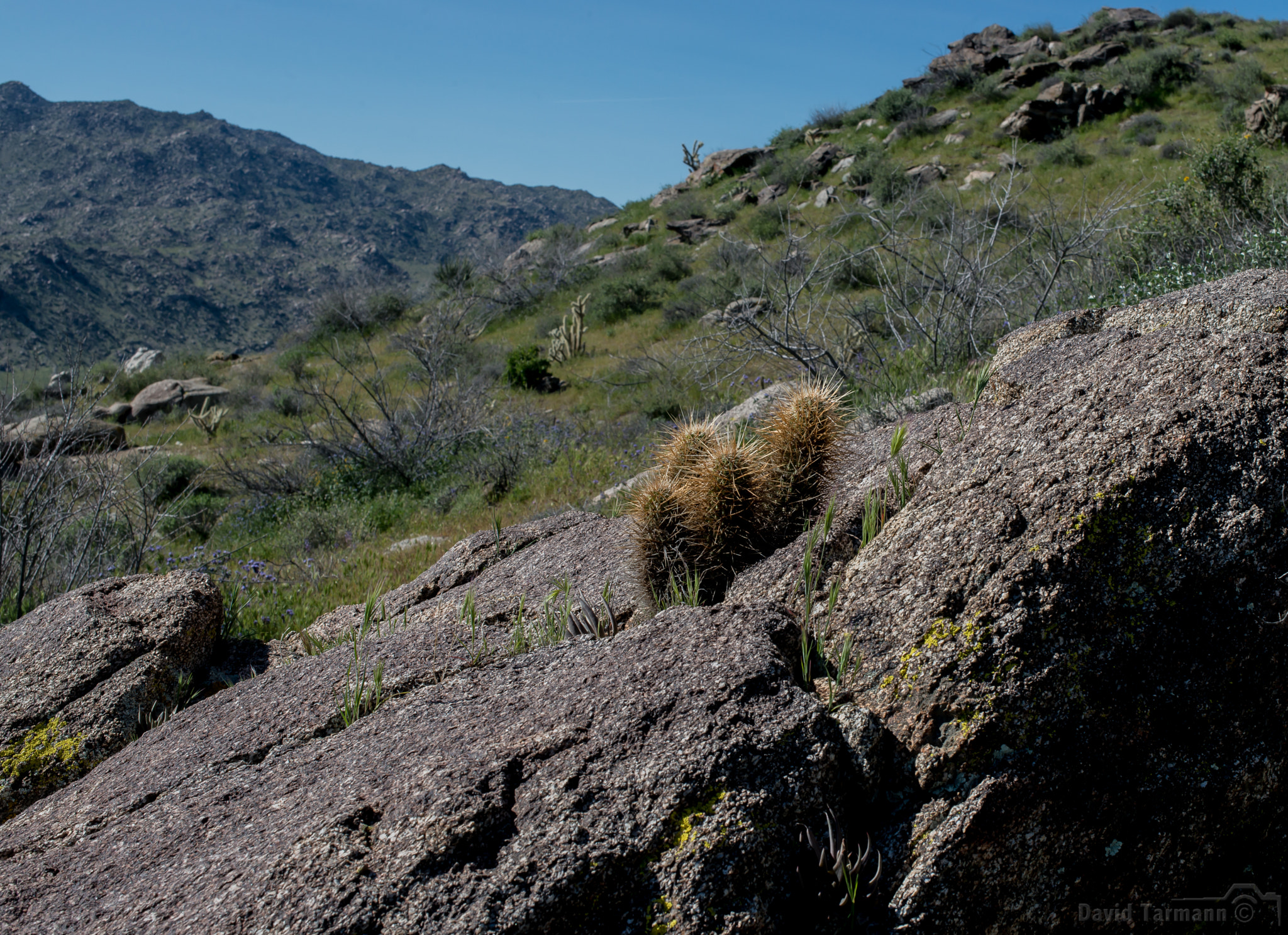 Nikon D800 sample photo. Anza-borrego desert state park photography
