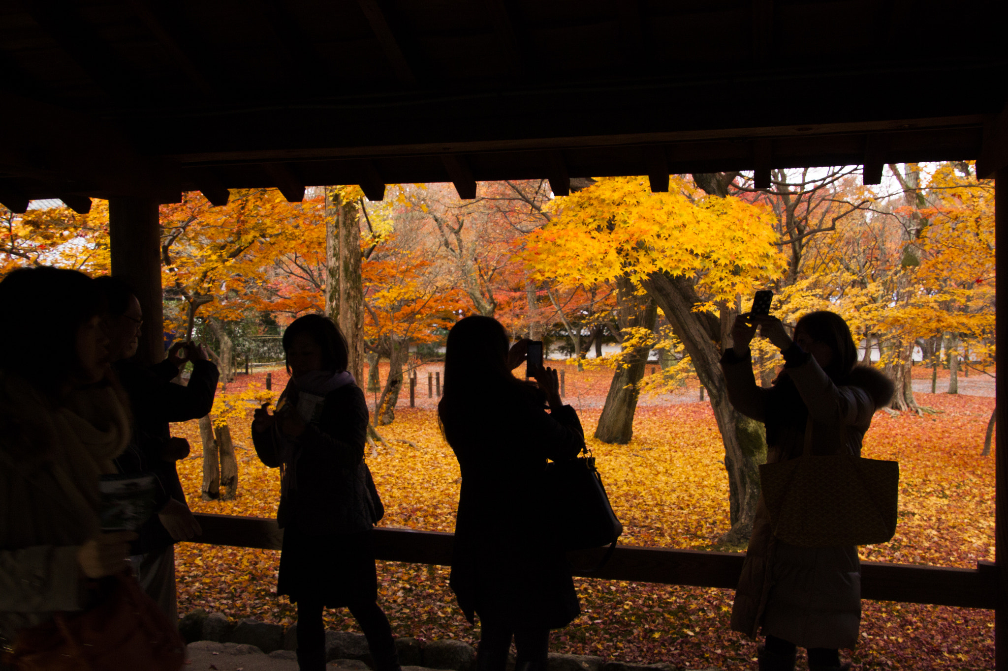Canon EOS 500D (EOS Rebel T1i / EOS Kiss X3) sample photo. Autumn leaves photography