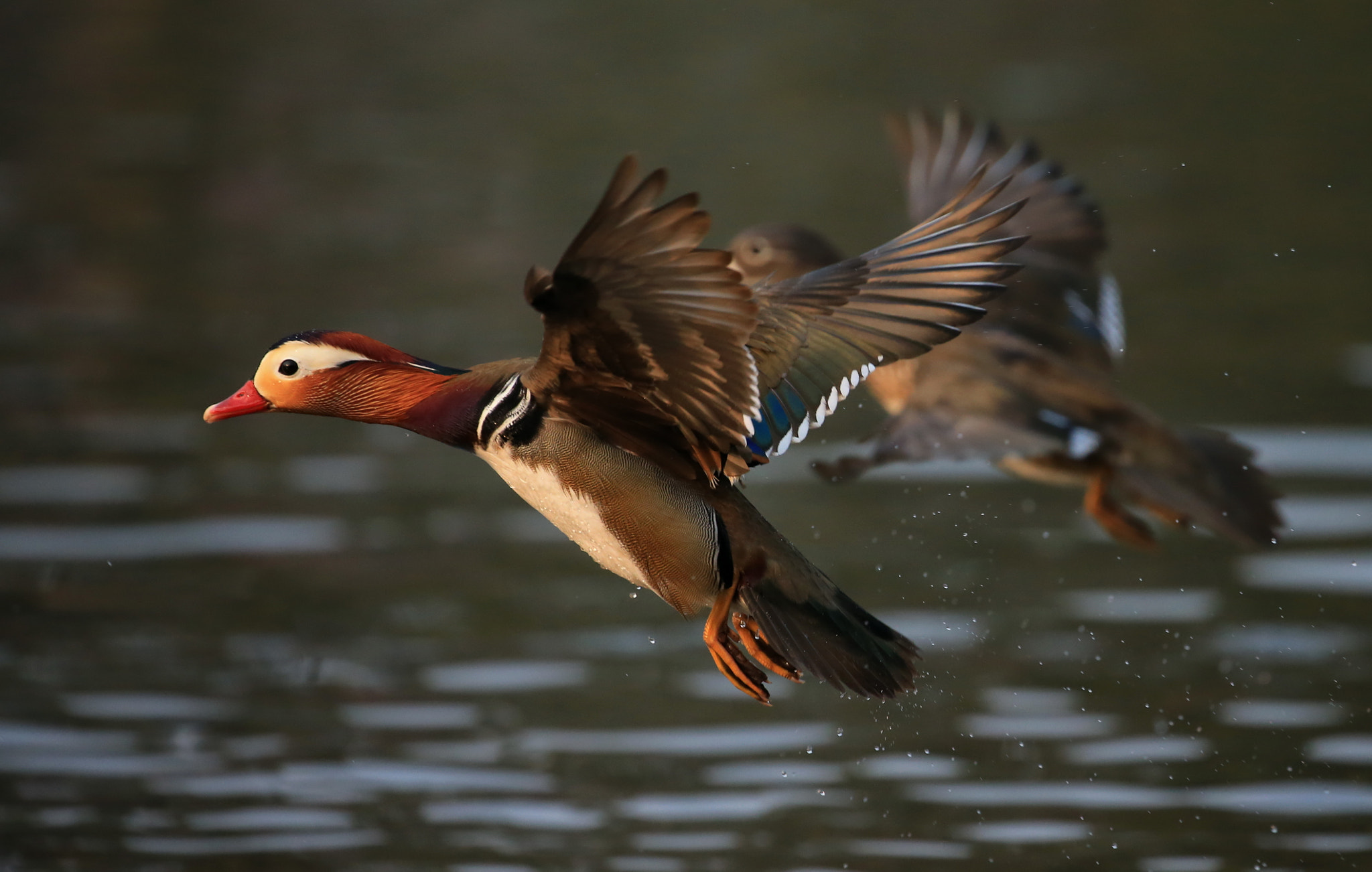 Canon EOS-1D X sample photo. Fly together photography