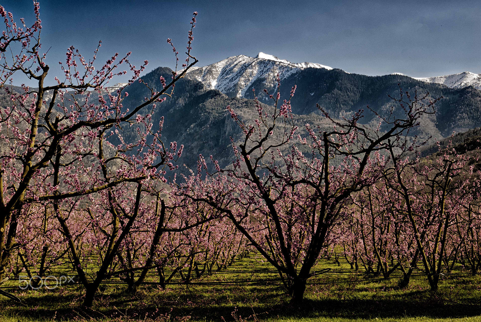 Nikon D200 sample photo. Spring contrasts photography