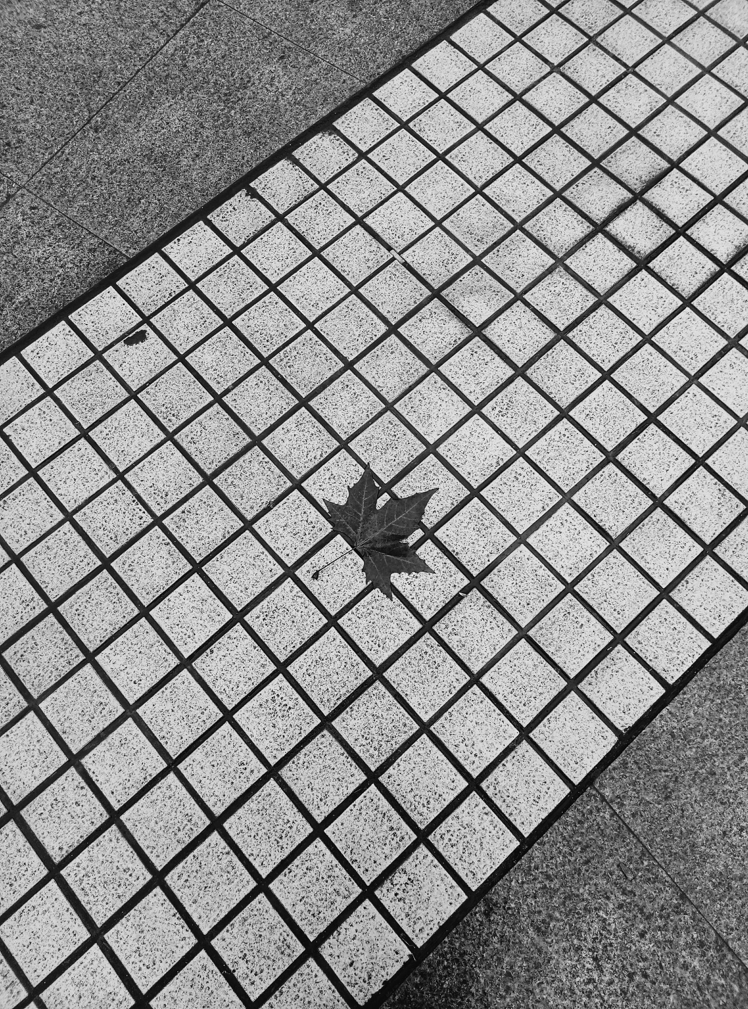 Meizu M1 E sample photo. The leaf in the earth photography