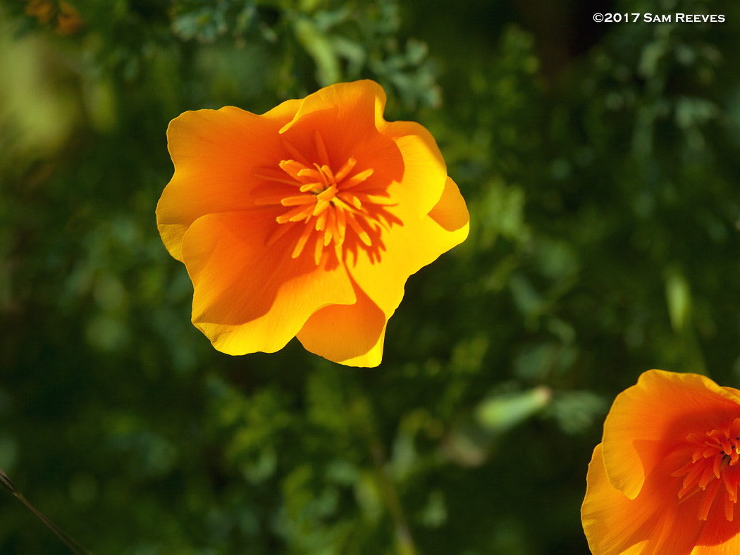 Canon EOS 50D + Canon EF 70-200mm F4L USM sample photo. Spring poppies photography