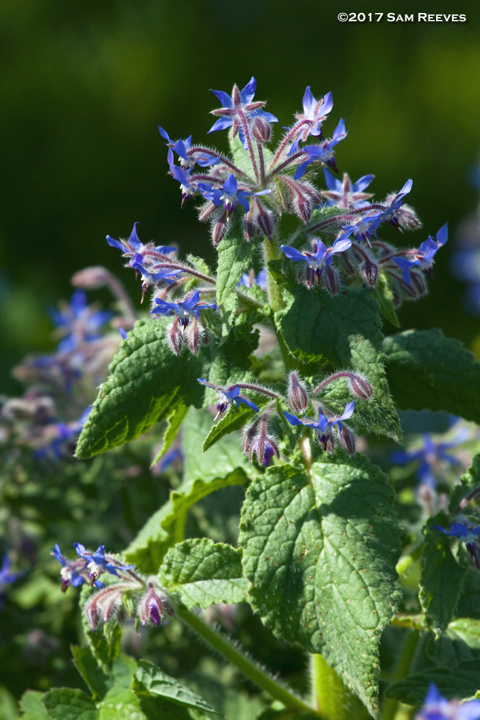 Canon EOS 50D + Canon EF 70-200mm F4L USM sample photo. Wilder ranch wildflowers photography