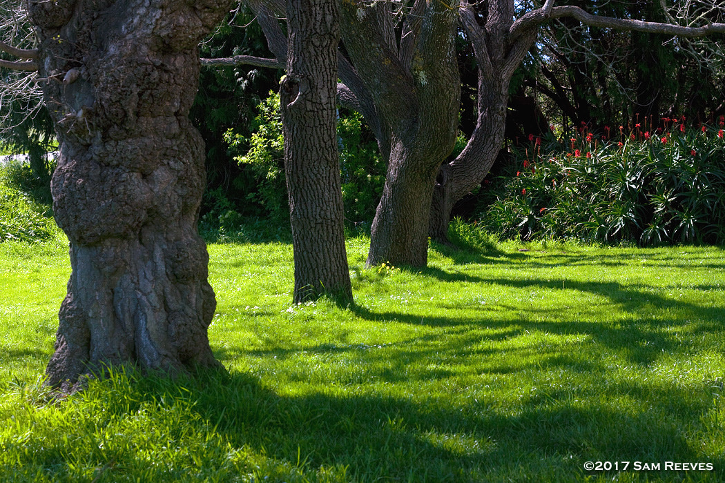 Canon EOS 50D + Canon EF 50mm F1.8 II sample photo. The shadows photography