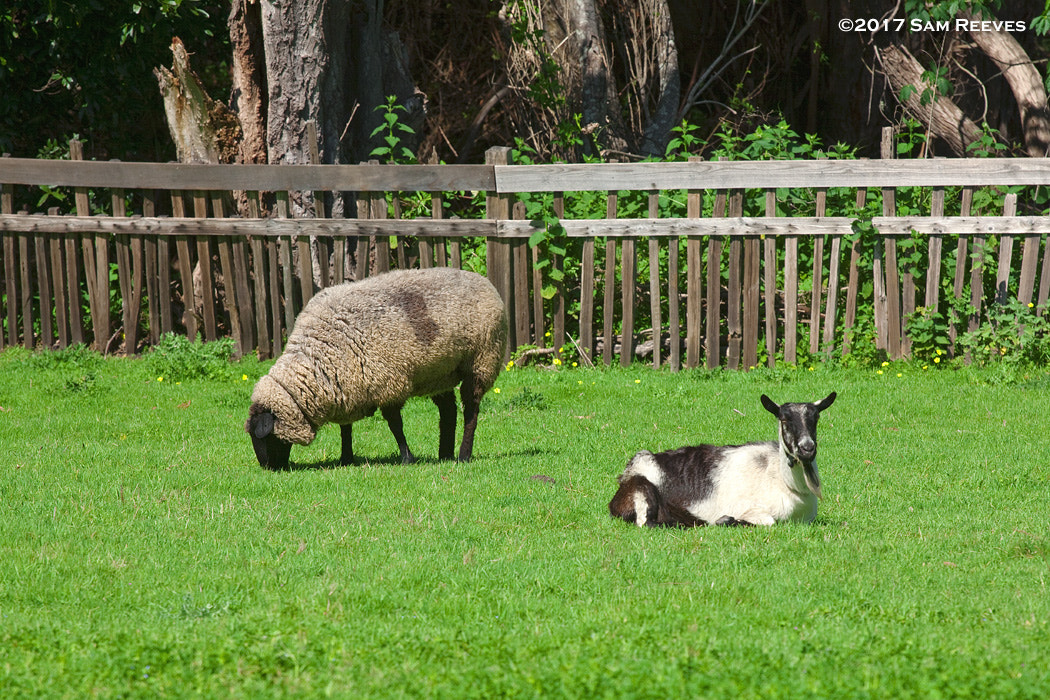 Canon EOS 50D sample photo. Goats and sheep photography