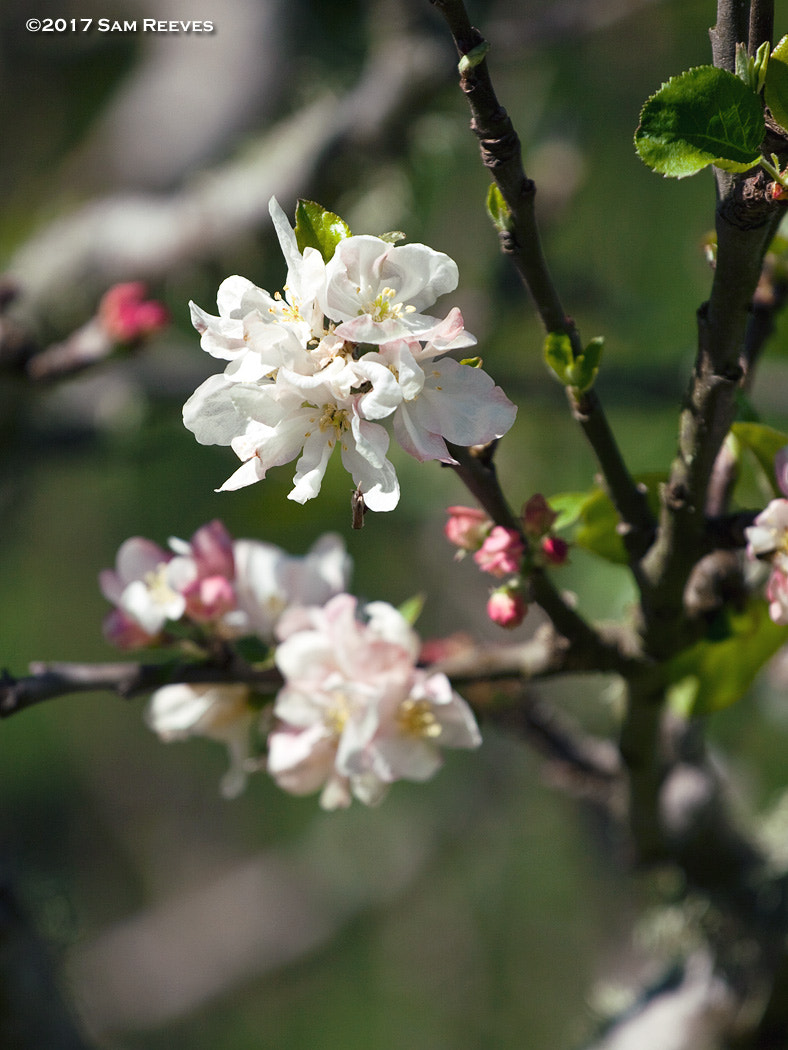 Canon EOS 50D + Canon EF 70-200mm F4L USM sample photo. Apple blossoms photography