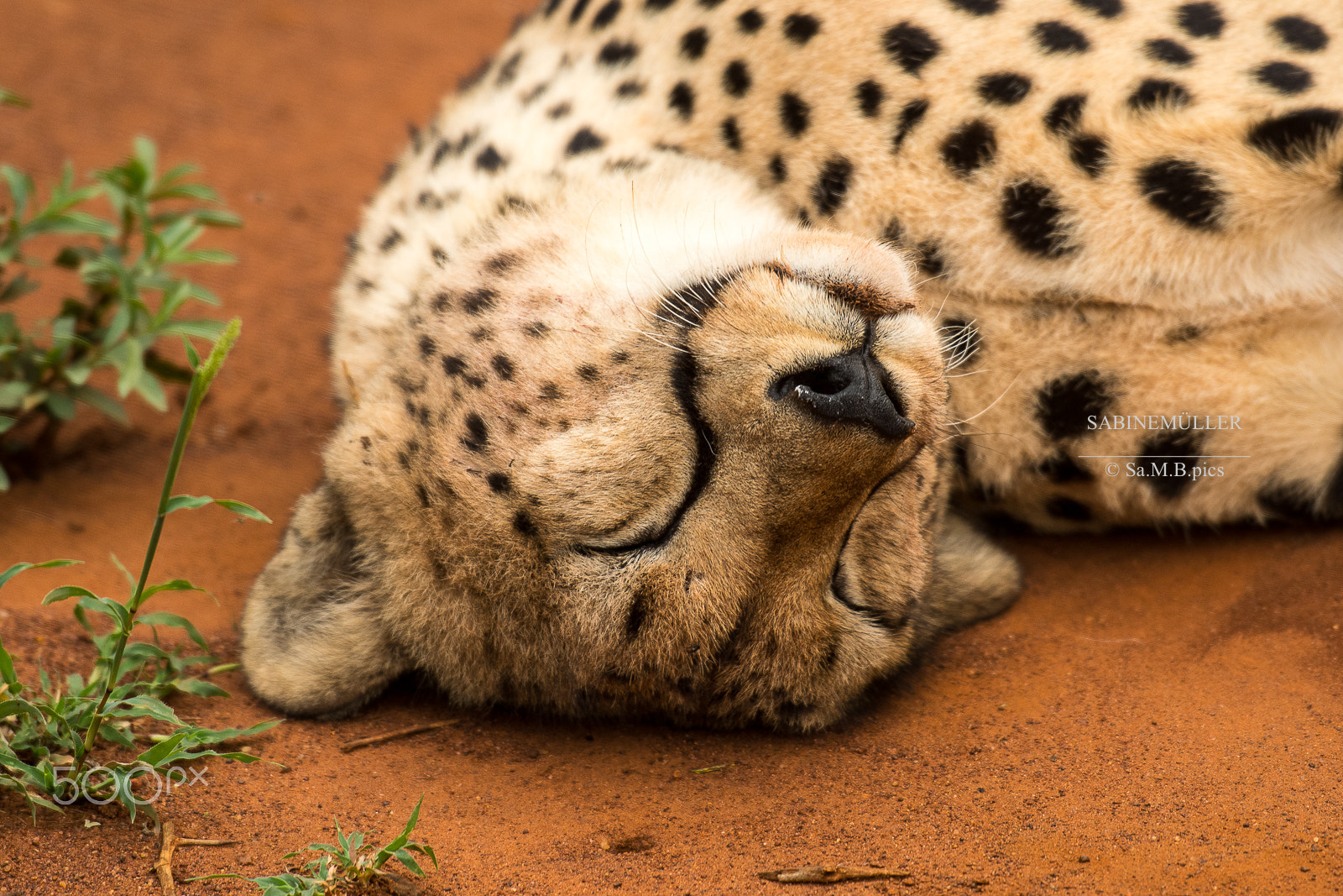 Nikon AF-S Nikkor 70-200mm F2.8G ED VR II sample photo. Chillin  cheetah - sa photography