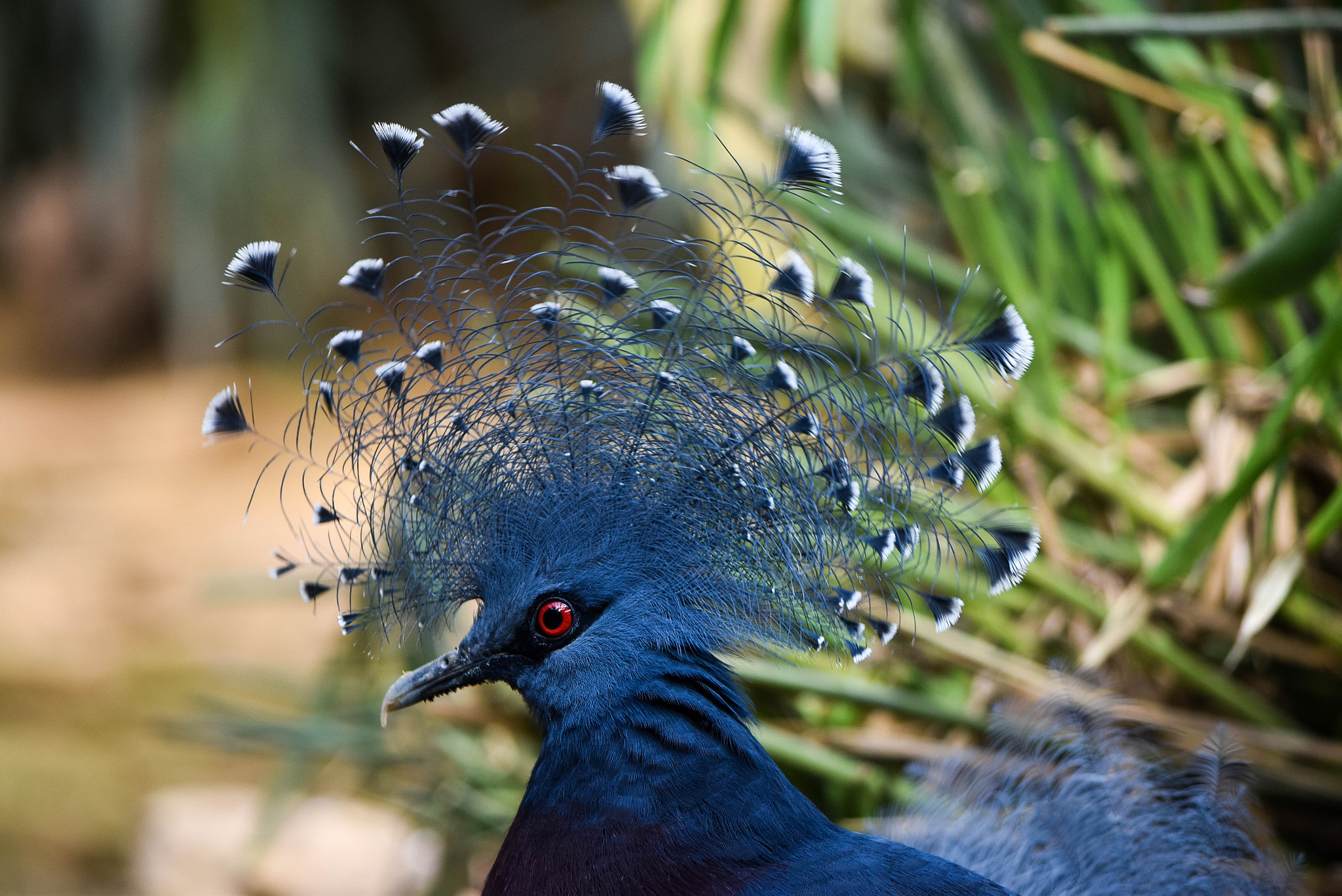 Nikon D5500 sample photo. Pigeon goura photography