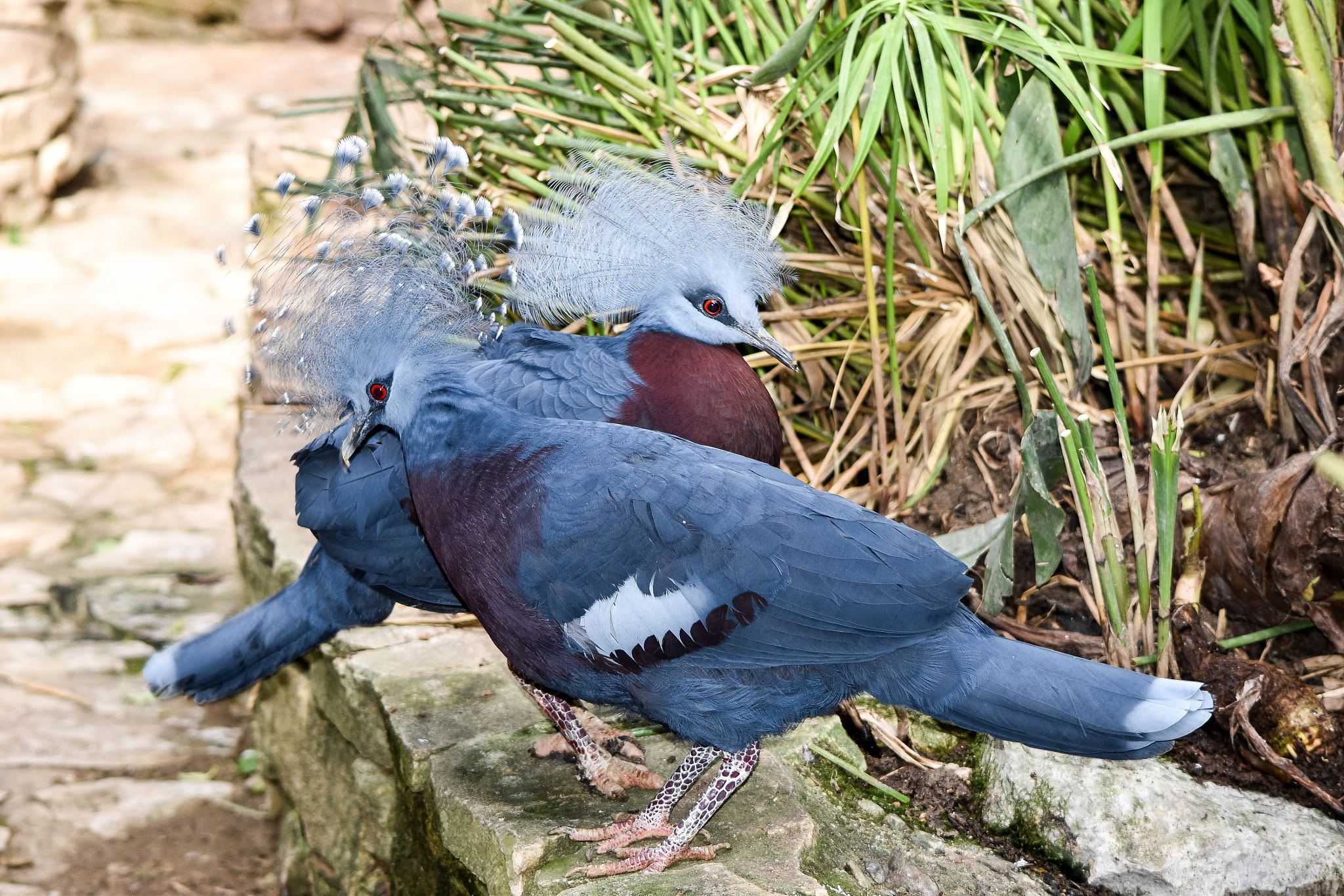 Nikon D5500 sample photo. Pigeon goura photography