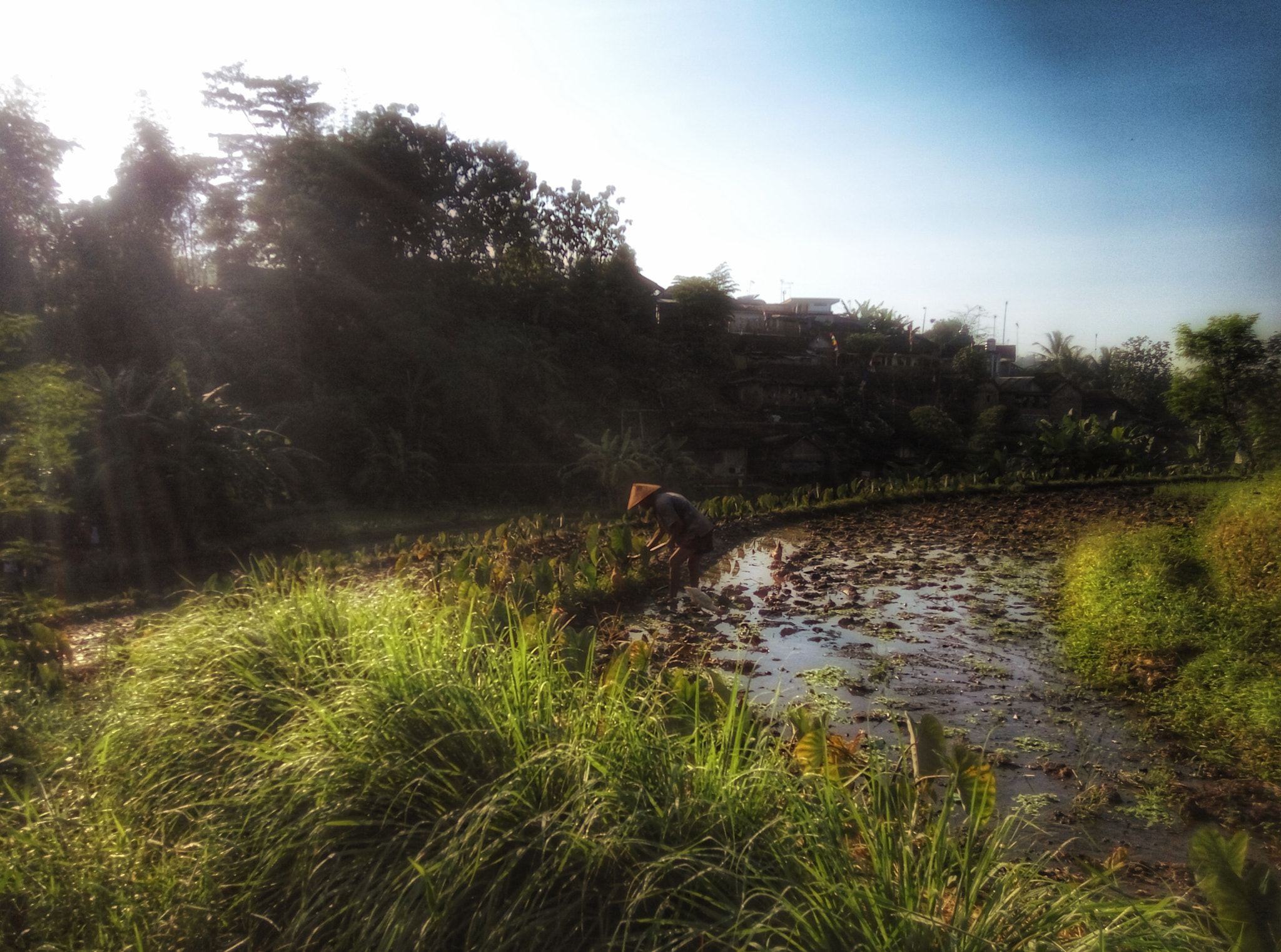 Xiaomi HM Note 2 sample photo. Rice 'n shine photography