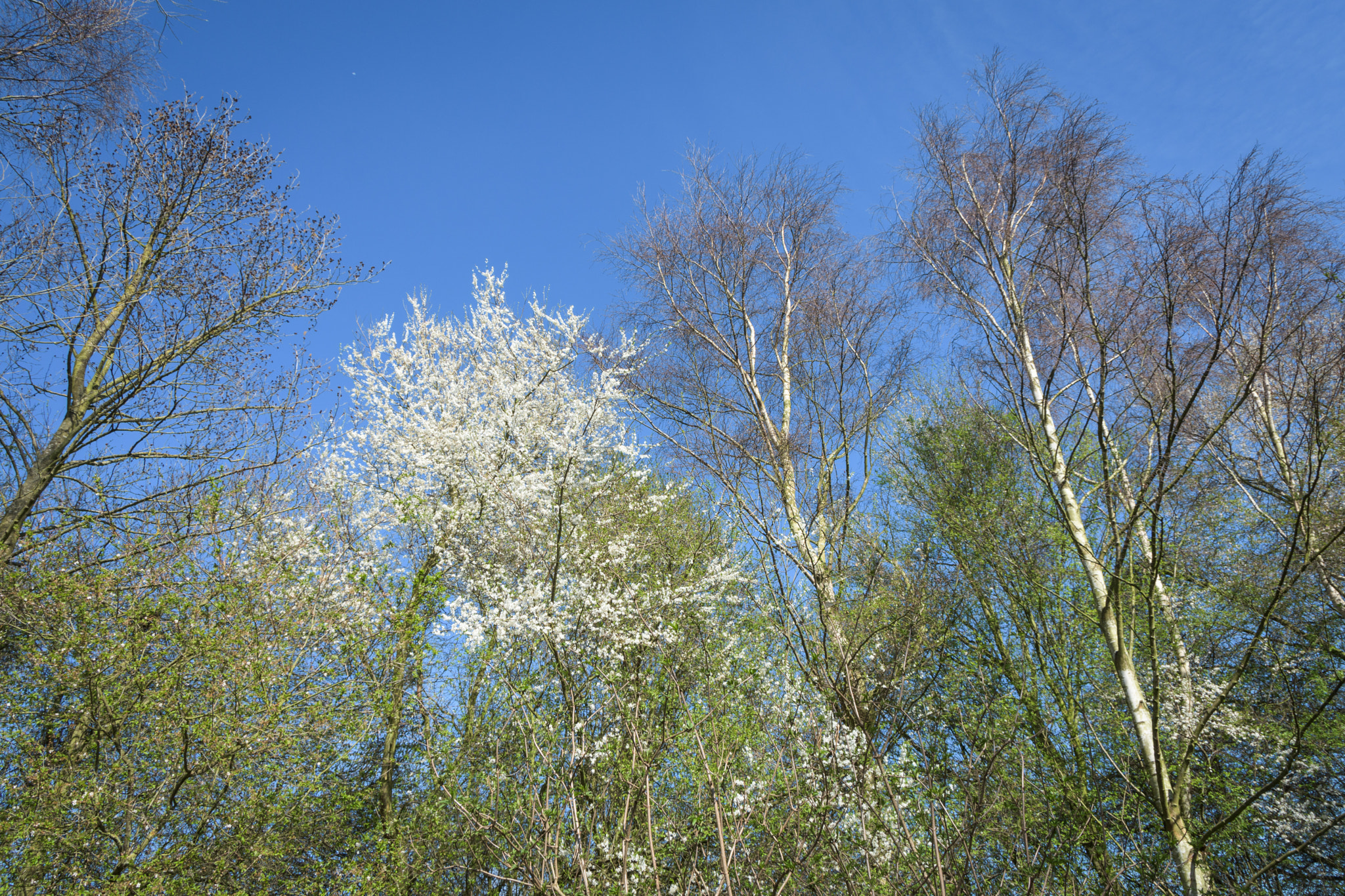 Nikon D7200 sample photo