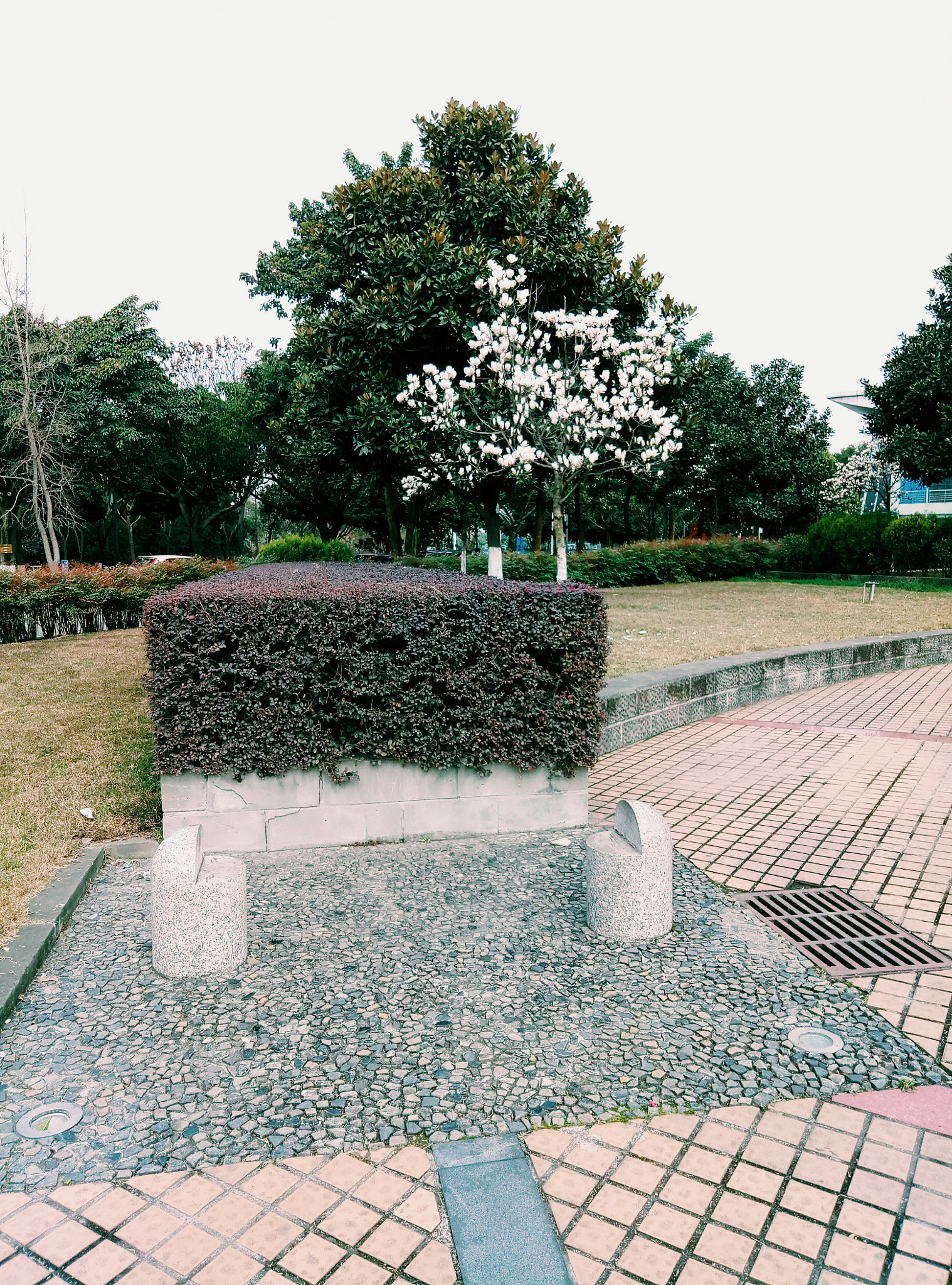 Meizu M1 E sample photo. White flower,beautiful tree. photography