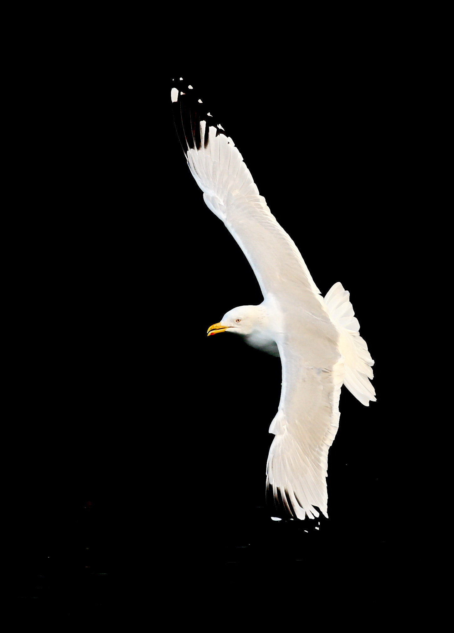 Canon EOS-1D X sample photo. Hovering photography