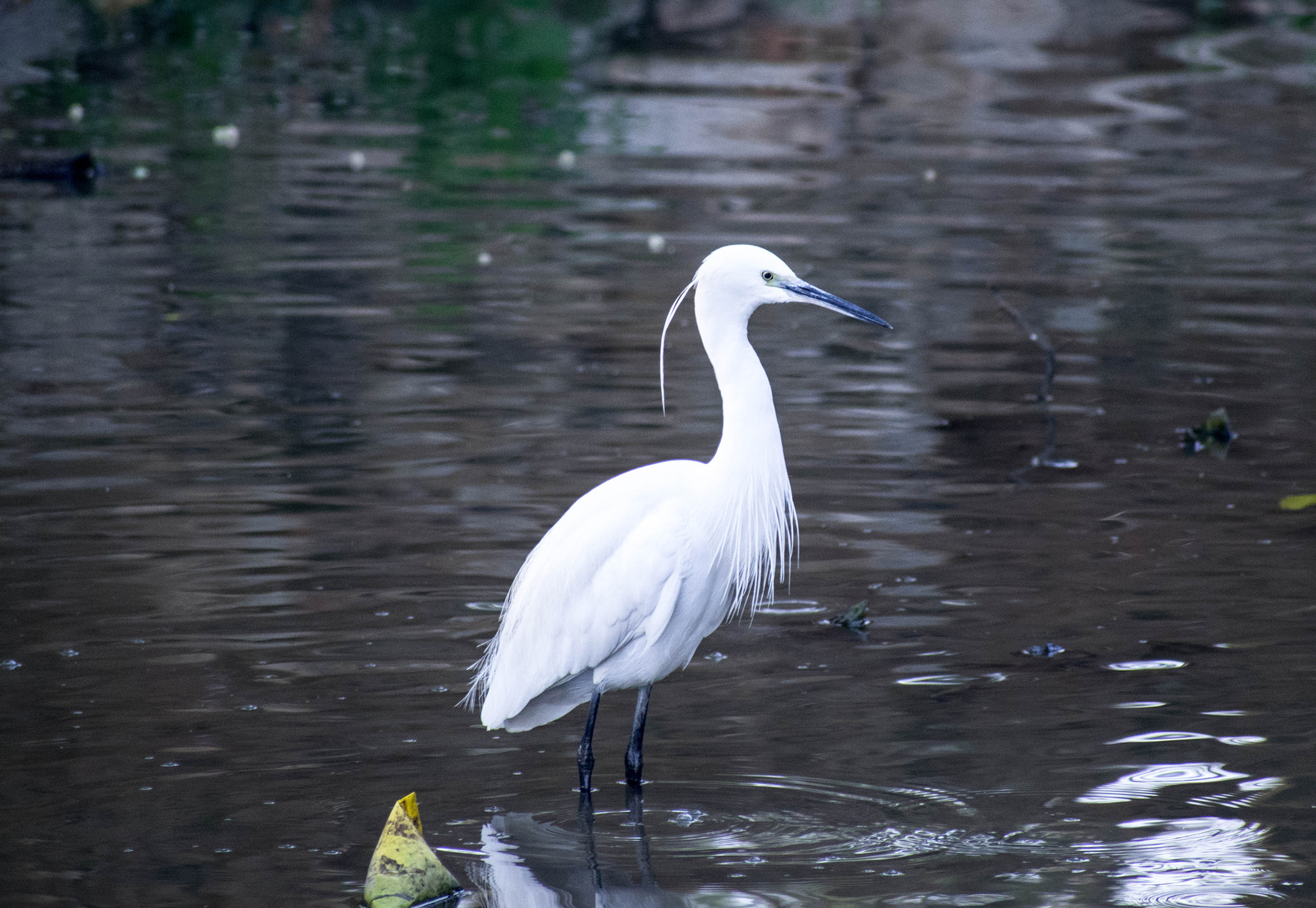 Sigma 70-300mm F4-5.6 DG OS sample photo. Dsc photography