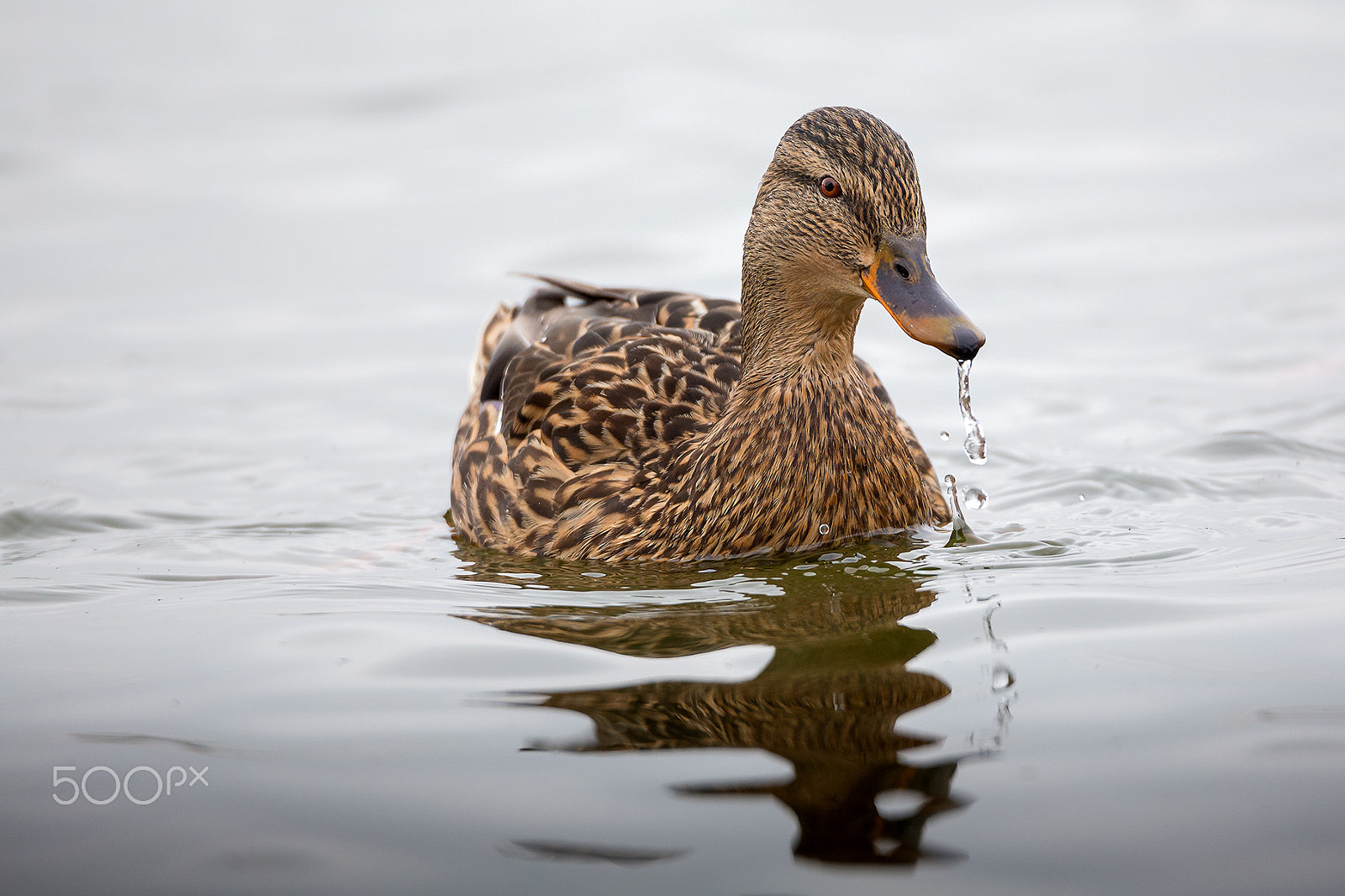 Tamron SP 150-600mm F5-6.3 Di VC USD sample photo. Duck photography