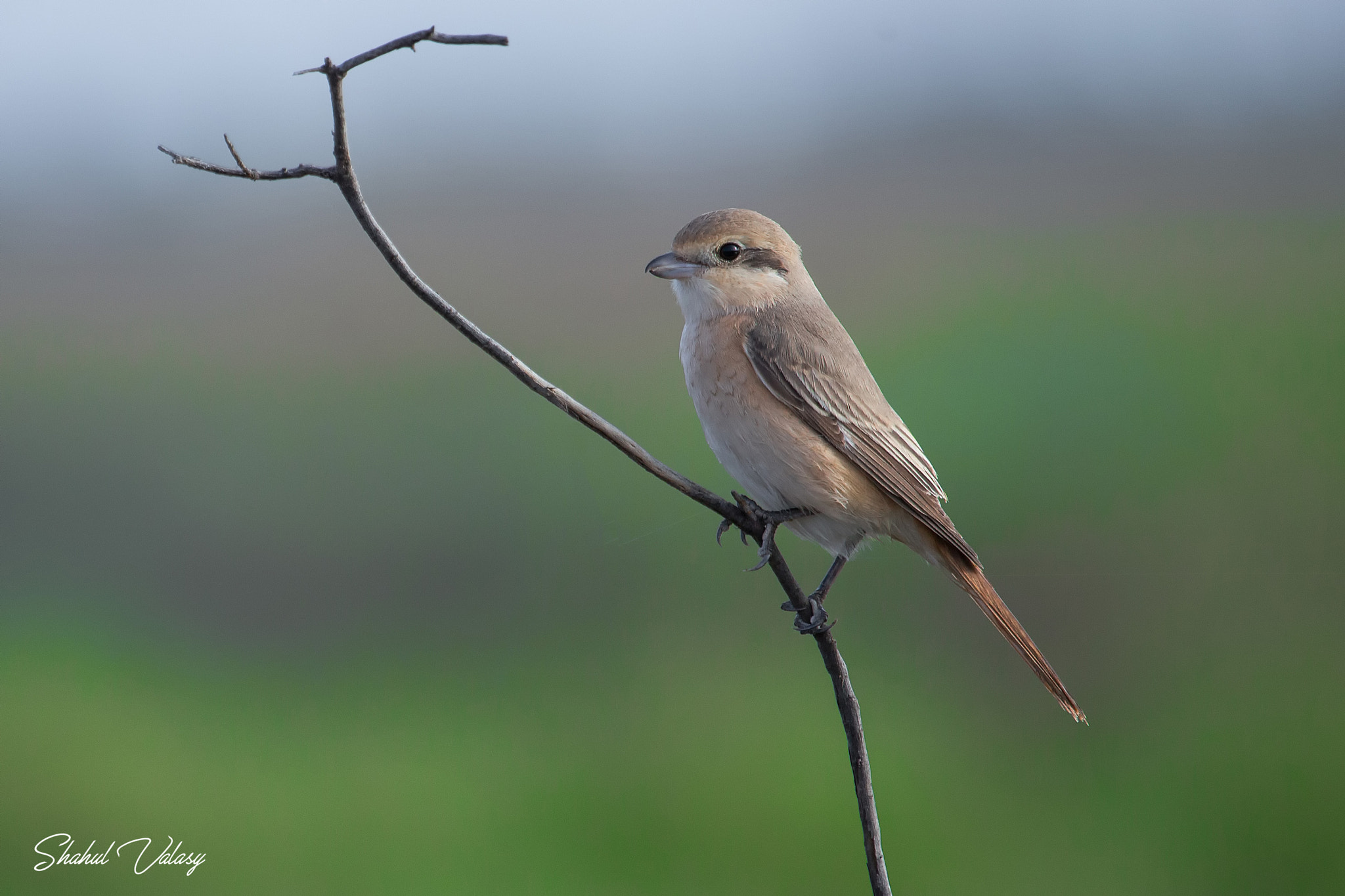 Canon EOS 6D sample photo. Red backed shrike photography