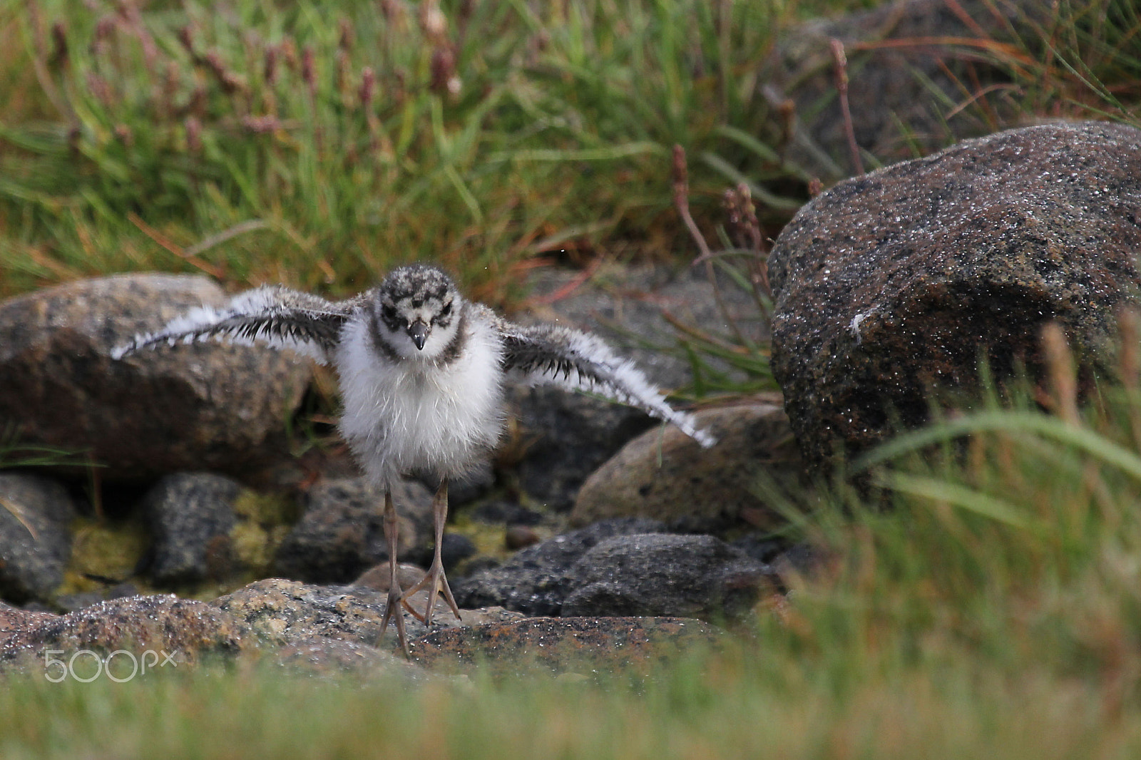 Canon EF 100-400mm F4.5-5.6L IS USM sample photo. Common ringed plover photography