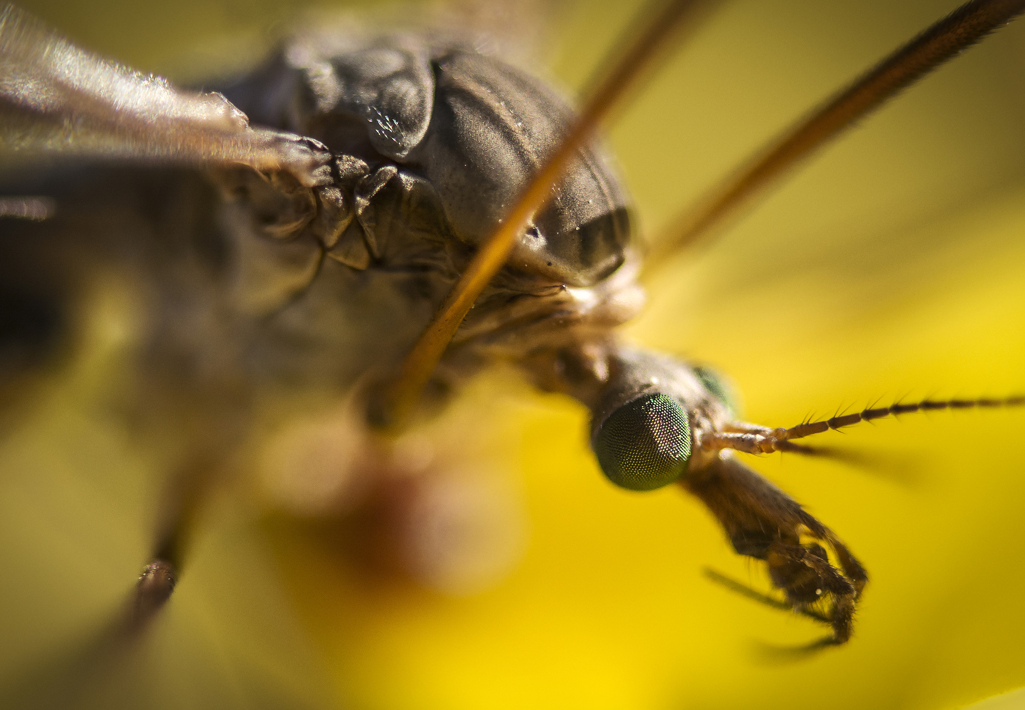 Sigma 105mm F2.8 EX DG OS HSM sample photo. Insect macro photography