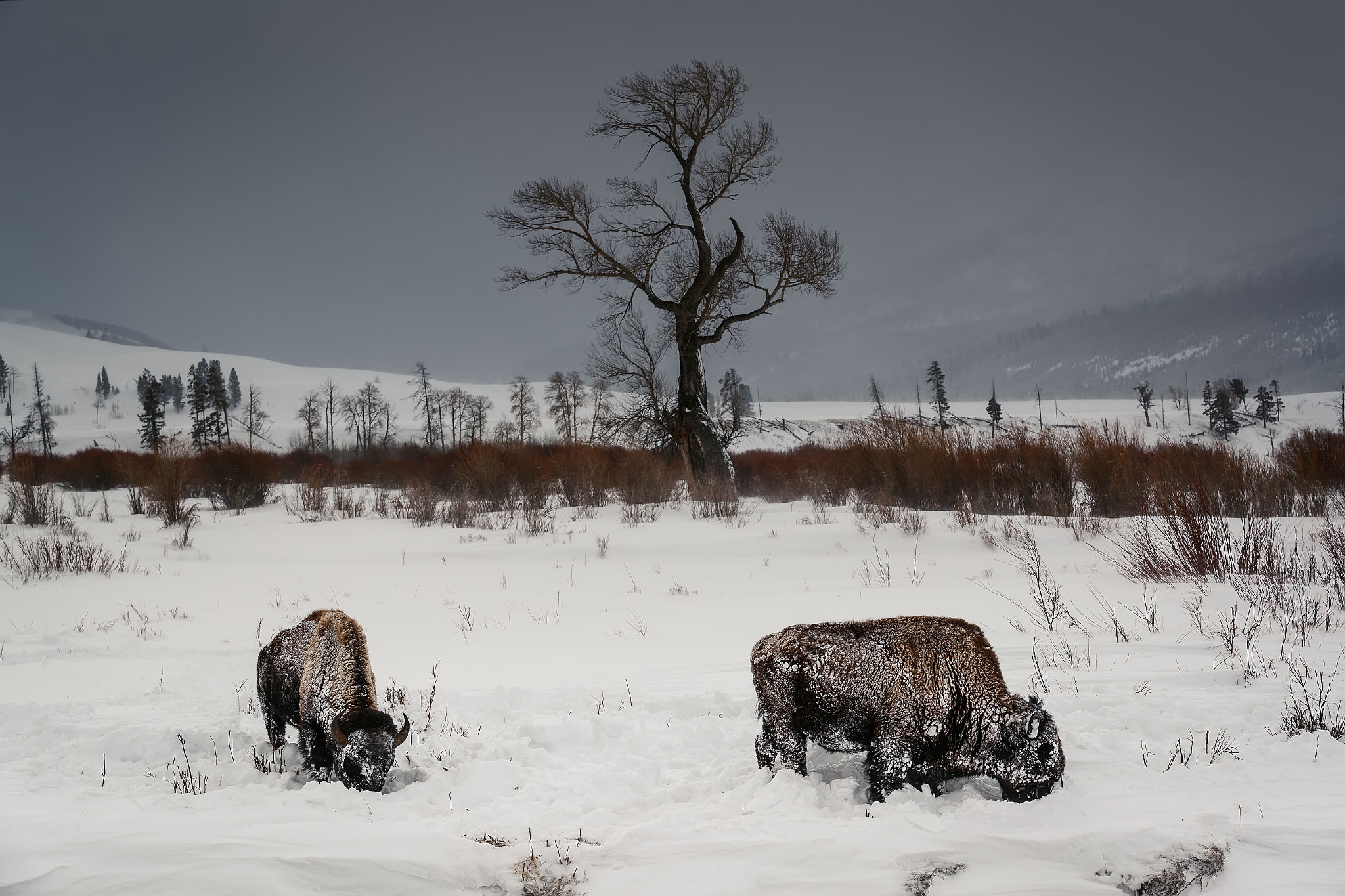 Canon EOS-1D X Mark II sample photo. Bisonteak haizearen menpe. photography
