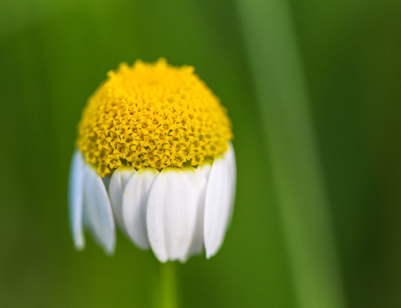 Canon EF 100mm F2.8 Macro USM sample photo. Sad chamomile  photography
