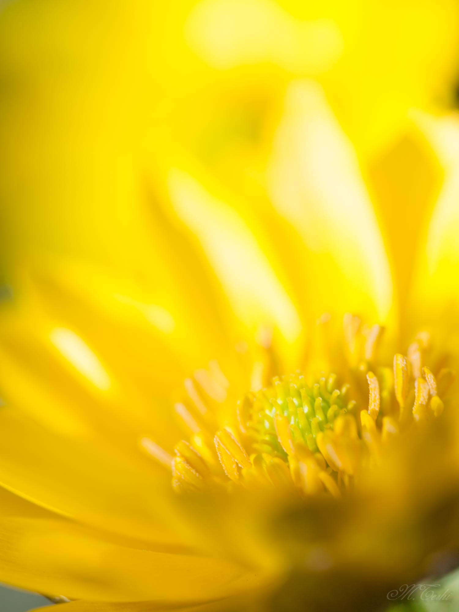 Sigma 150mm f/2.8 EX DG OS HSM APO Macro sample photo. Far east amur adonis 2017-7 photography