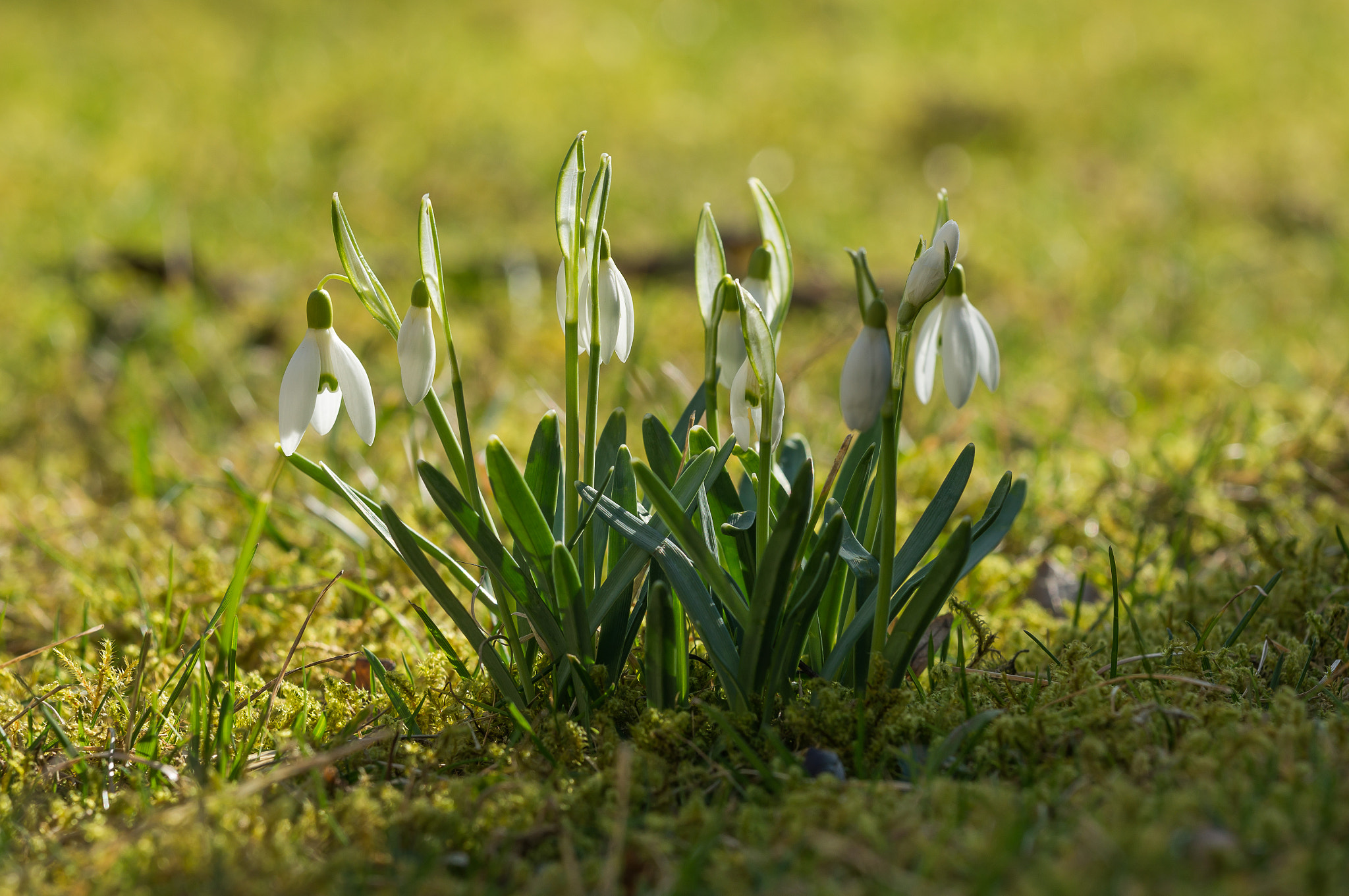 Sony Alpha NEX-6 + Canon EF 70-200mm F4L IS USM sample photo. Springtime awakening photography