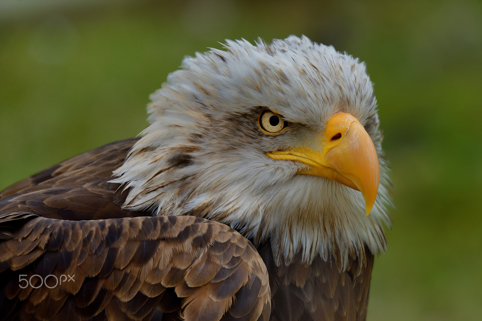 Nikon D800E sample photo. Flyday eagle look photography