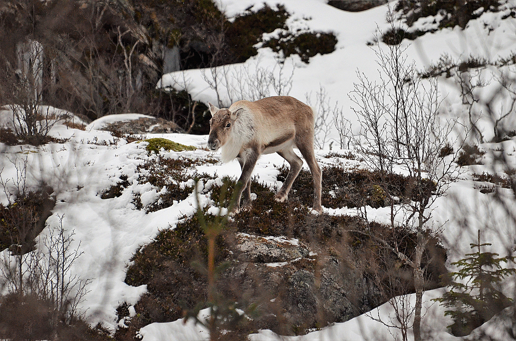 Nikon D5100 + Sigma 120-400mm F4.5-5.6 DG OS HSM sample photo. Renen i skånland photography