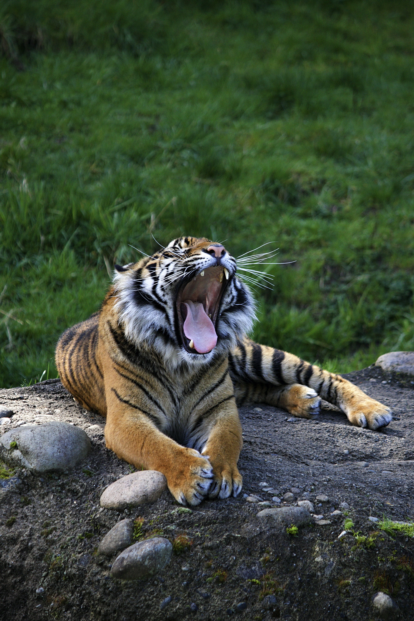 Canon EF-S 55-250mm F4-5.6 IS II sample photo. Tiger photography