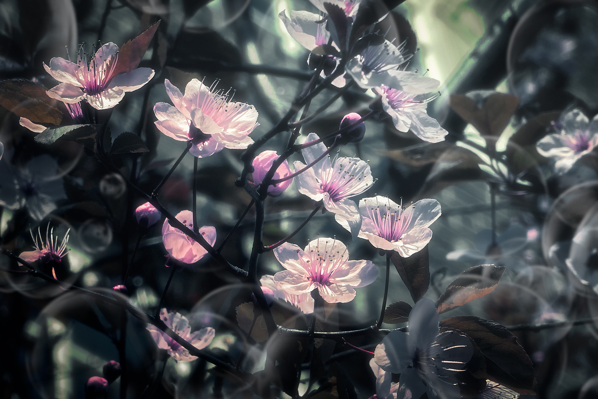 Tamron SP 24-70mm F2.8 Di VC USD sample photo. Glass flowers photography