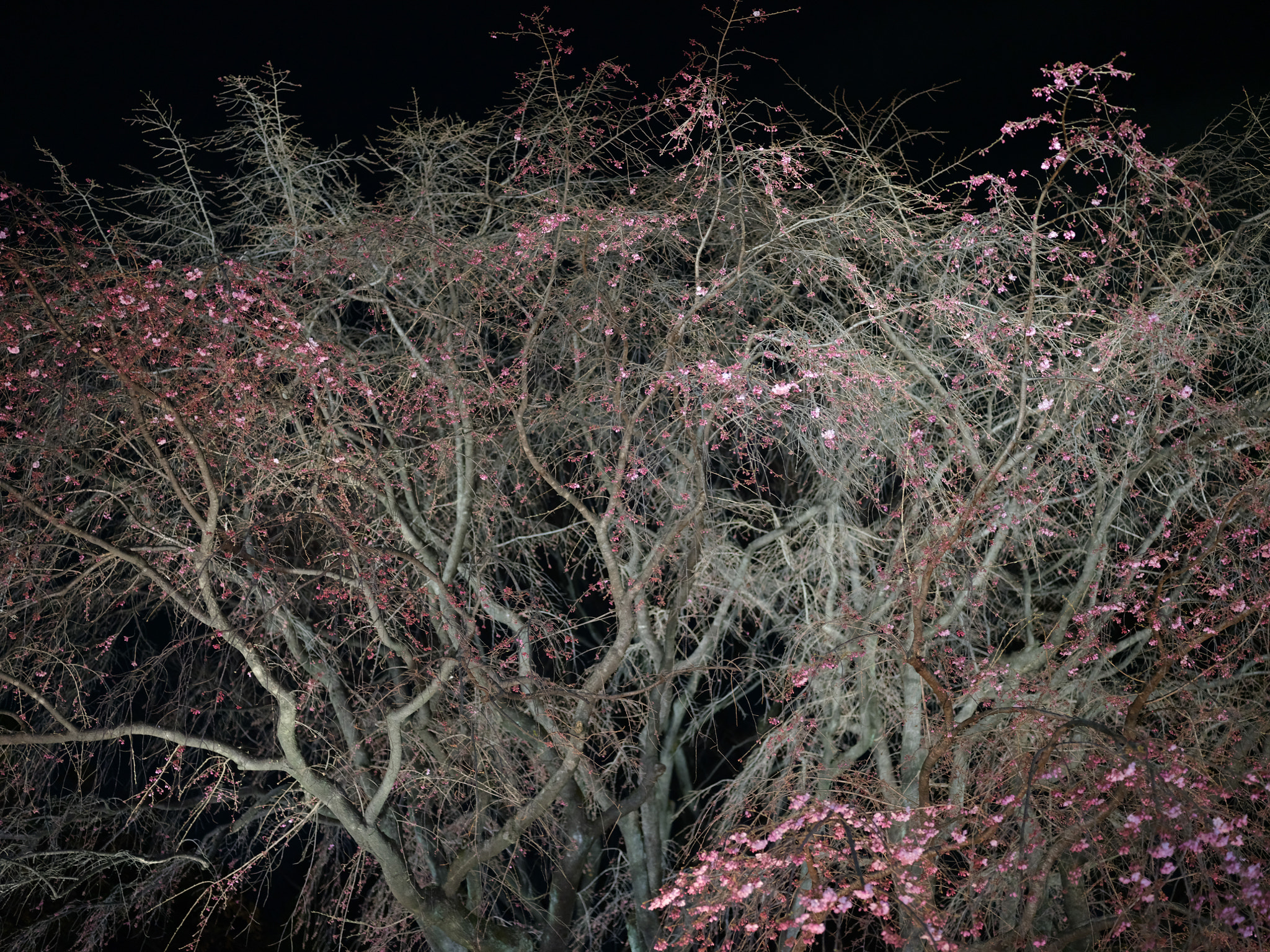 Fujifilm GFX 50S + Fujifilm GF 63mm F2.8 R WR sample photo. Weeping cherry at night photography