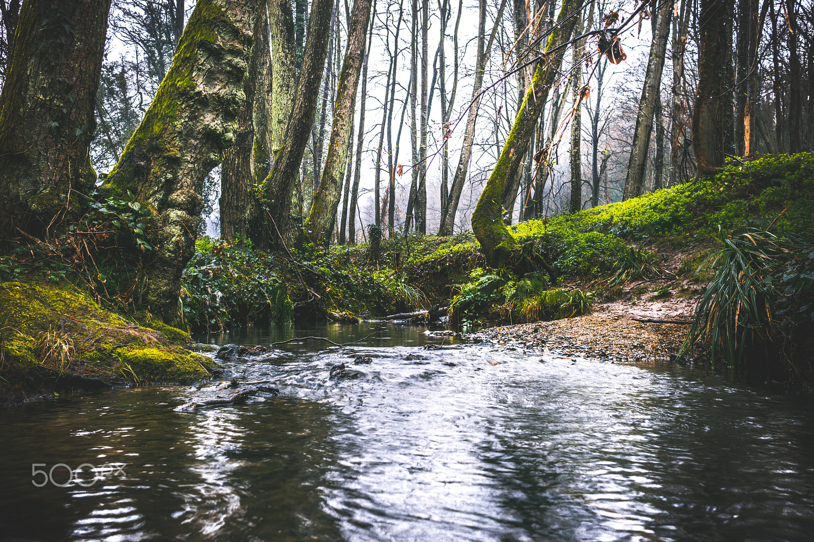 Sony a6000 + Sony Sonnar T* E 24mm F1.8 ZA sample photo. The little amazon river photography