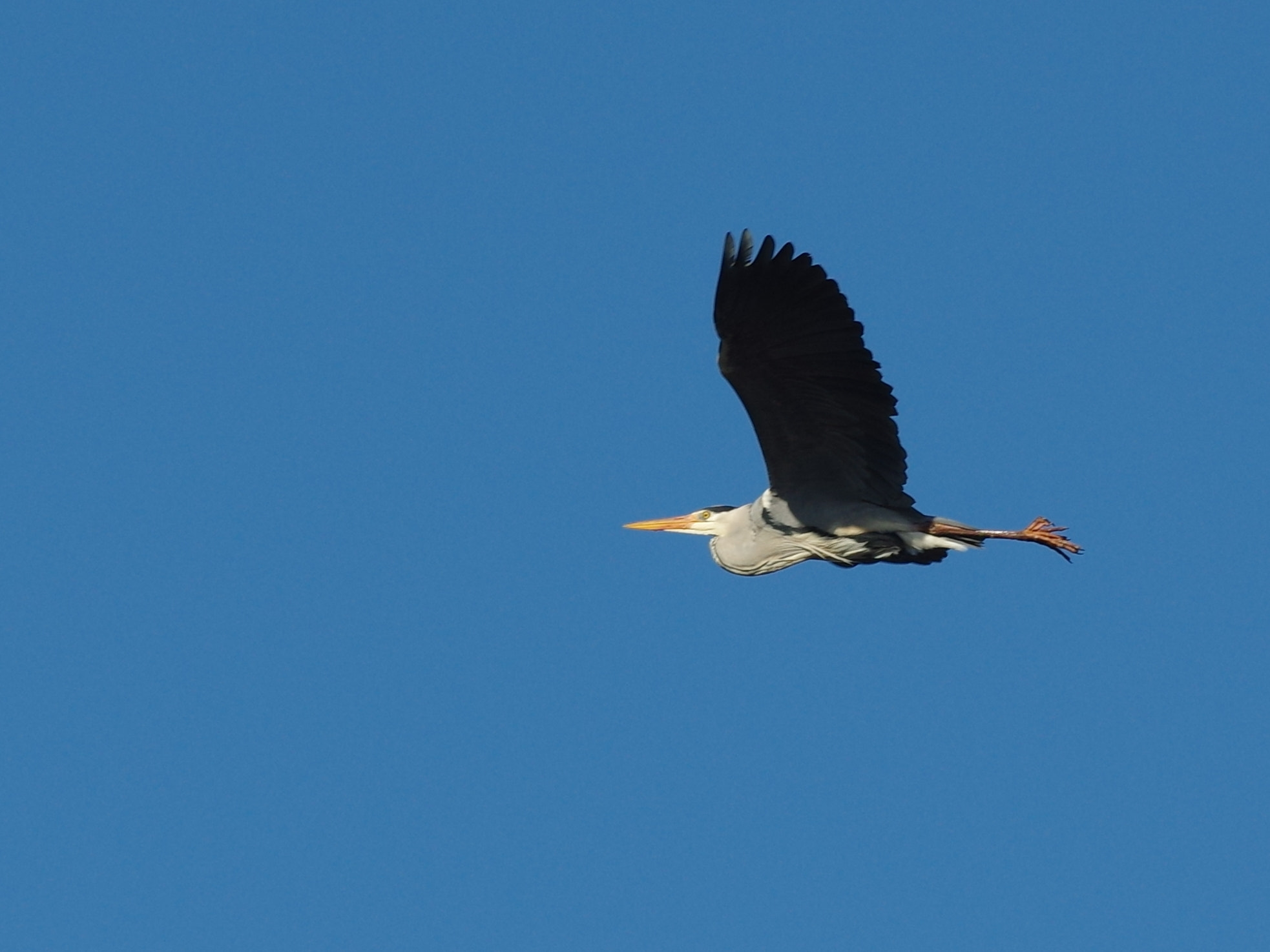 Pentax K-3 sample photo. Gray heron photography