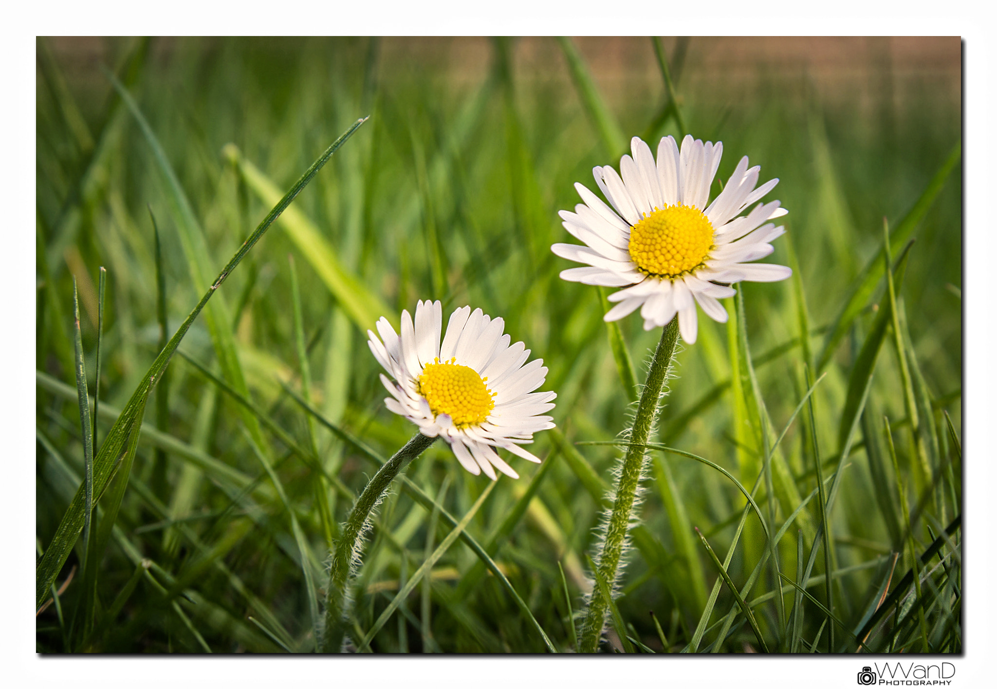 Canon EF-S 17-55mm F2.8 IS USM sample photo. Madeliefje photography