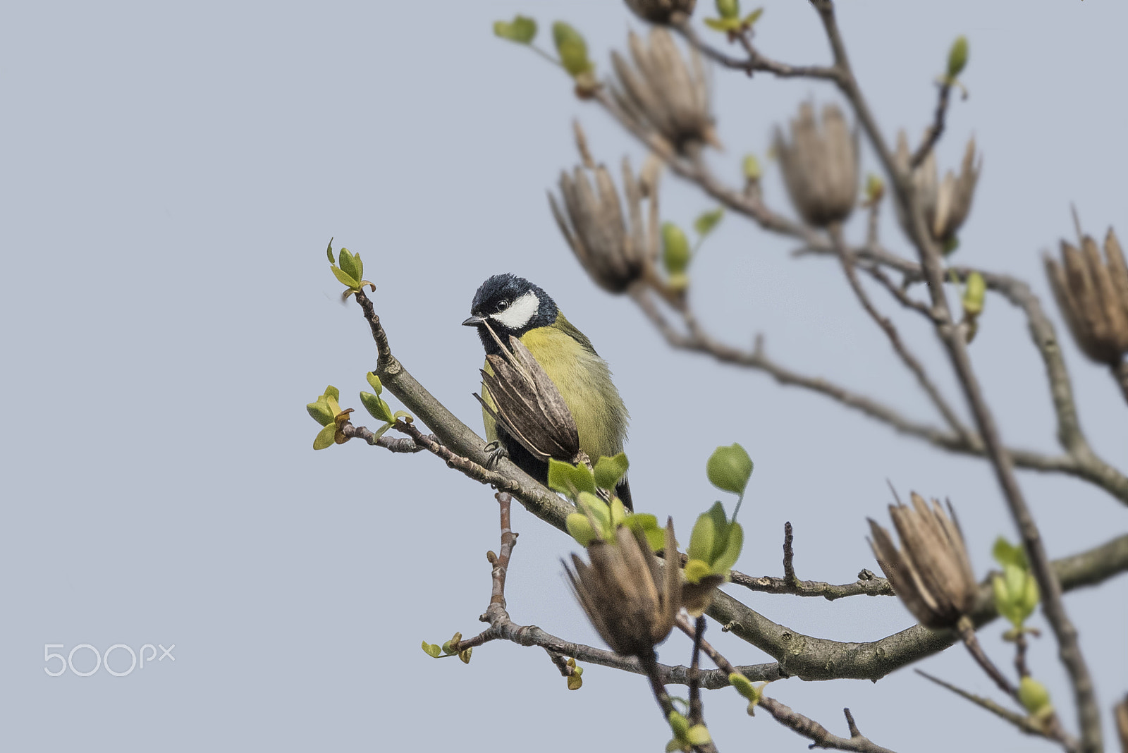 Sigma 150-600mm F5-6.3 DG OS HSM | C sample photo. Titmouse/cinciallegra/cиница photography