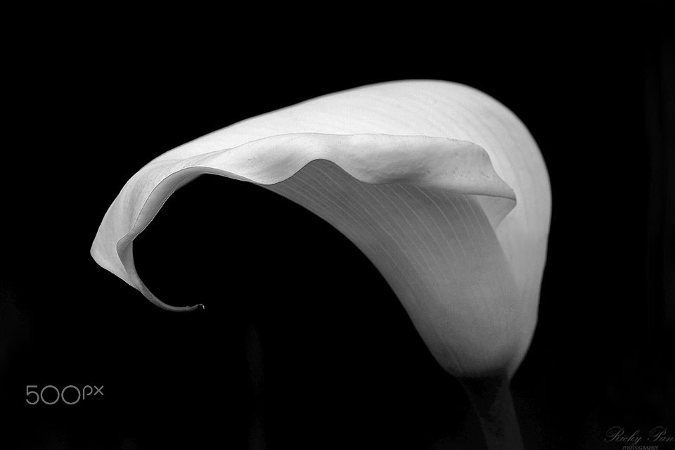 Olympus OM-D E-M5 II sample photo. Calla lily photography