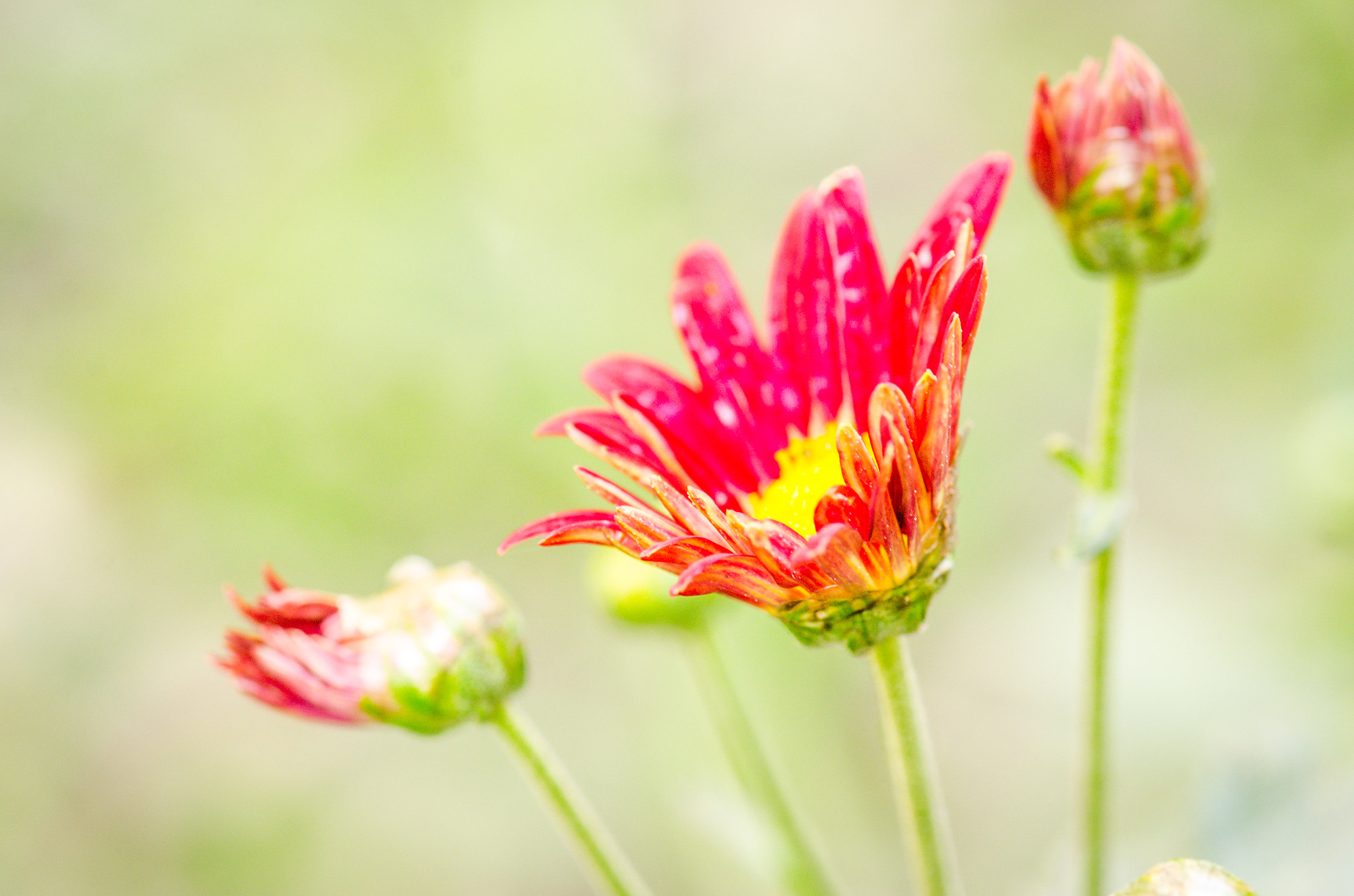 Nikon AF-S Micro-Nikkor 105mm F2.8G IF-ED VR sample photo. Red beauty photography