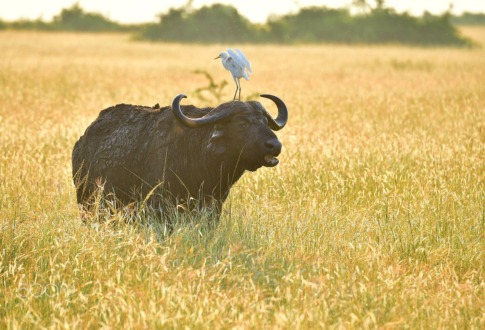 Nikon D5 sample photo. Africano buffalo photography