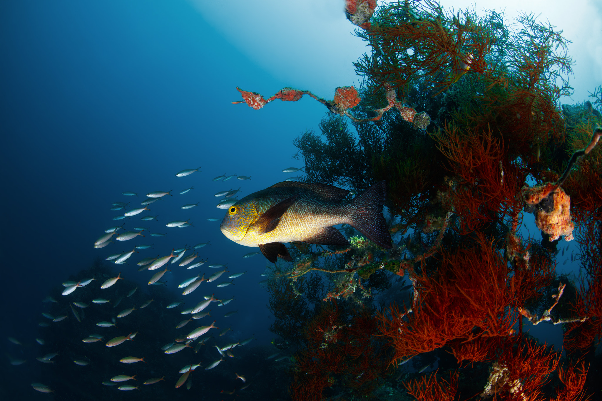 Canon EOS 5DS R + Canon EF 8-15mm F4L Fisheye USM sample photo. Coral reef, tepekong bali photography