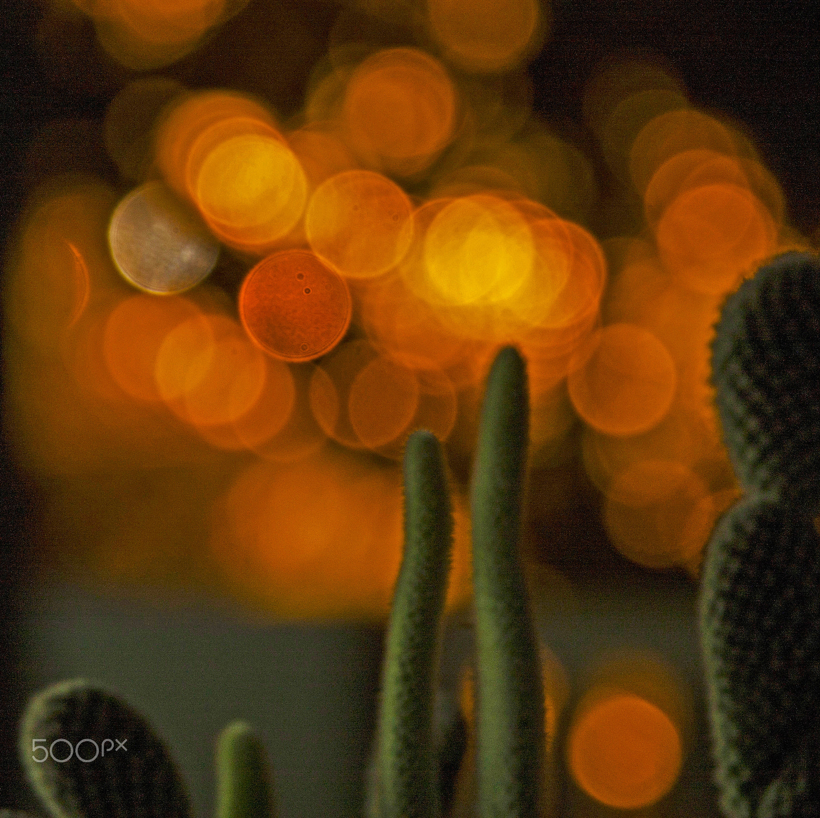 Canon EF 28-135mm F3.5-5.6 IS USM sample photo. Cactus photography
