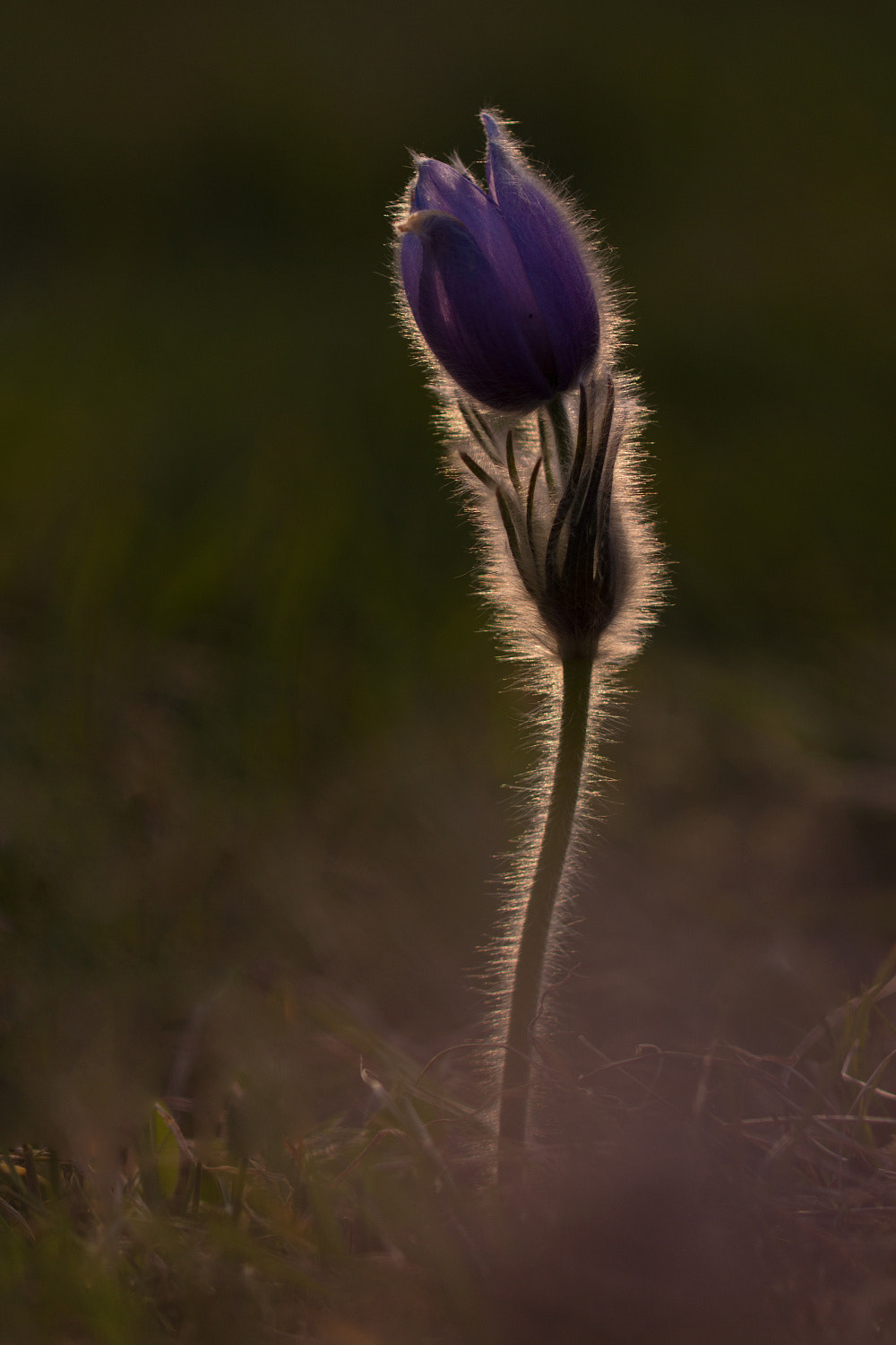 Canon EF 100mm F2.8L Macro IS USM sample photo. Koniklec otevřený (pulsatilla patens) photography