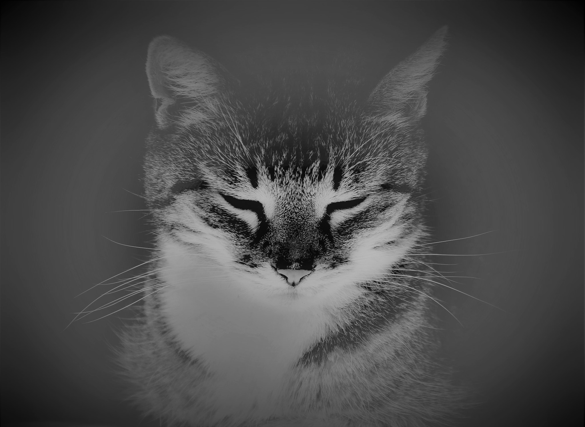Nikon D500 sample photo. My cat..she died in june 2017 :-( photography