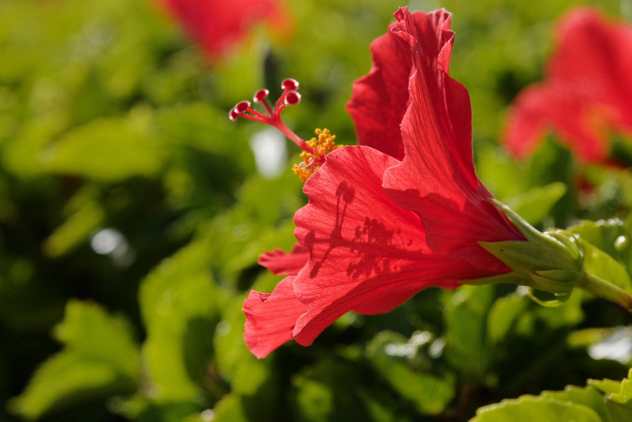 Canon EOS 550D (EOS Rebel T2i / EOS Kiss X4) sample photo. Simply a beauty photography