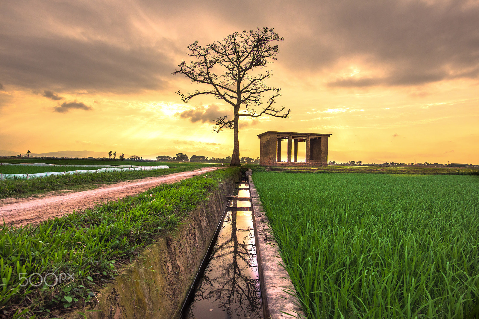 Nikon D810 sample photo. Bombax ceiba tree in the fields. photography