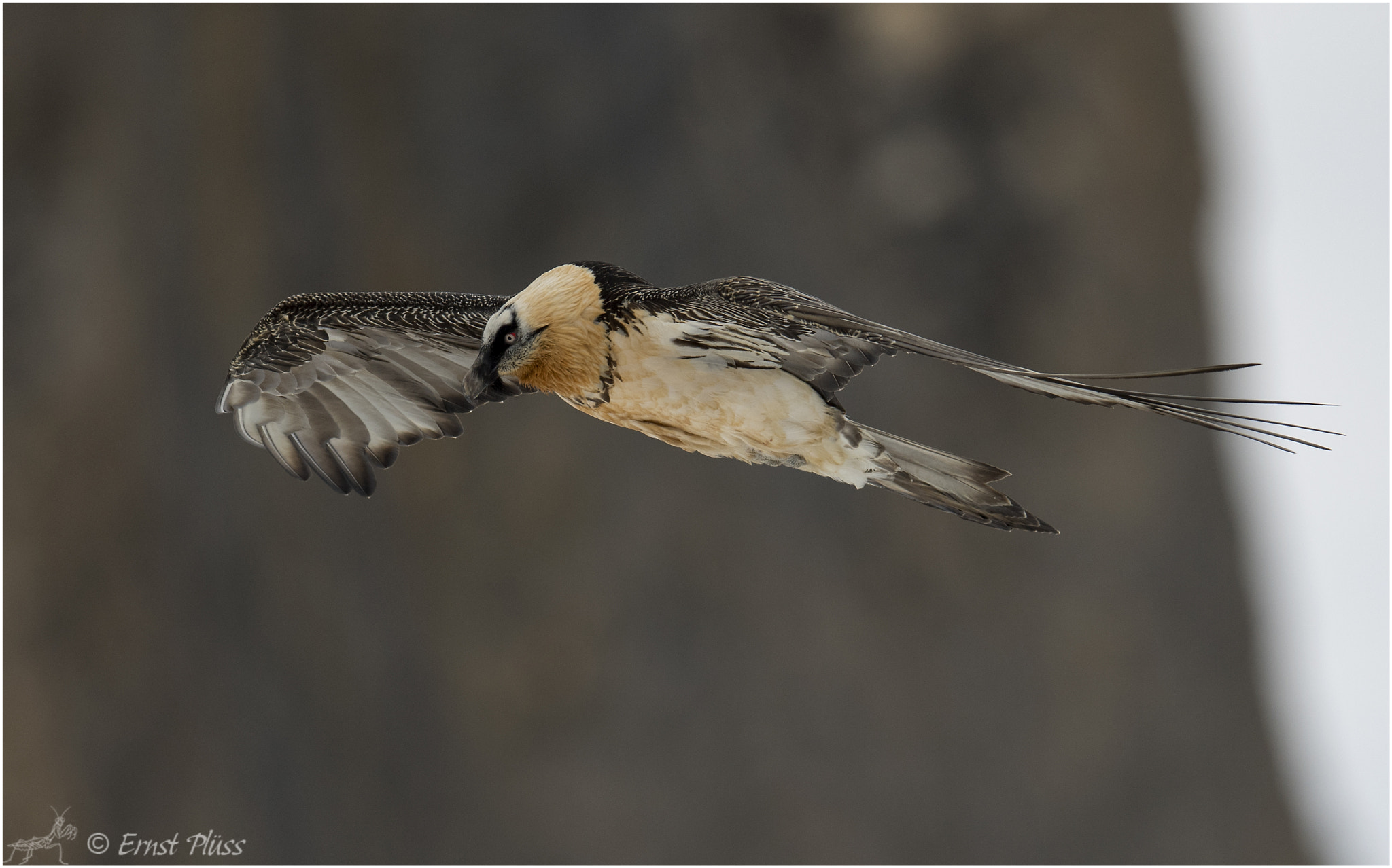 Nikon D5 sample photo. Bearded vulture photography