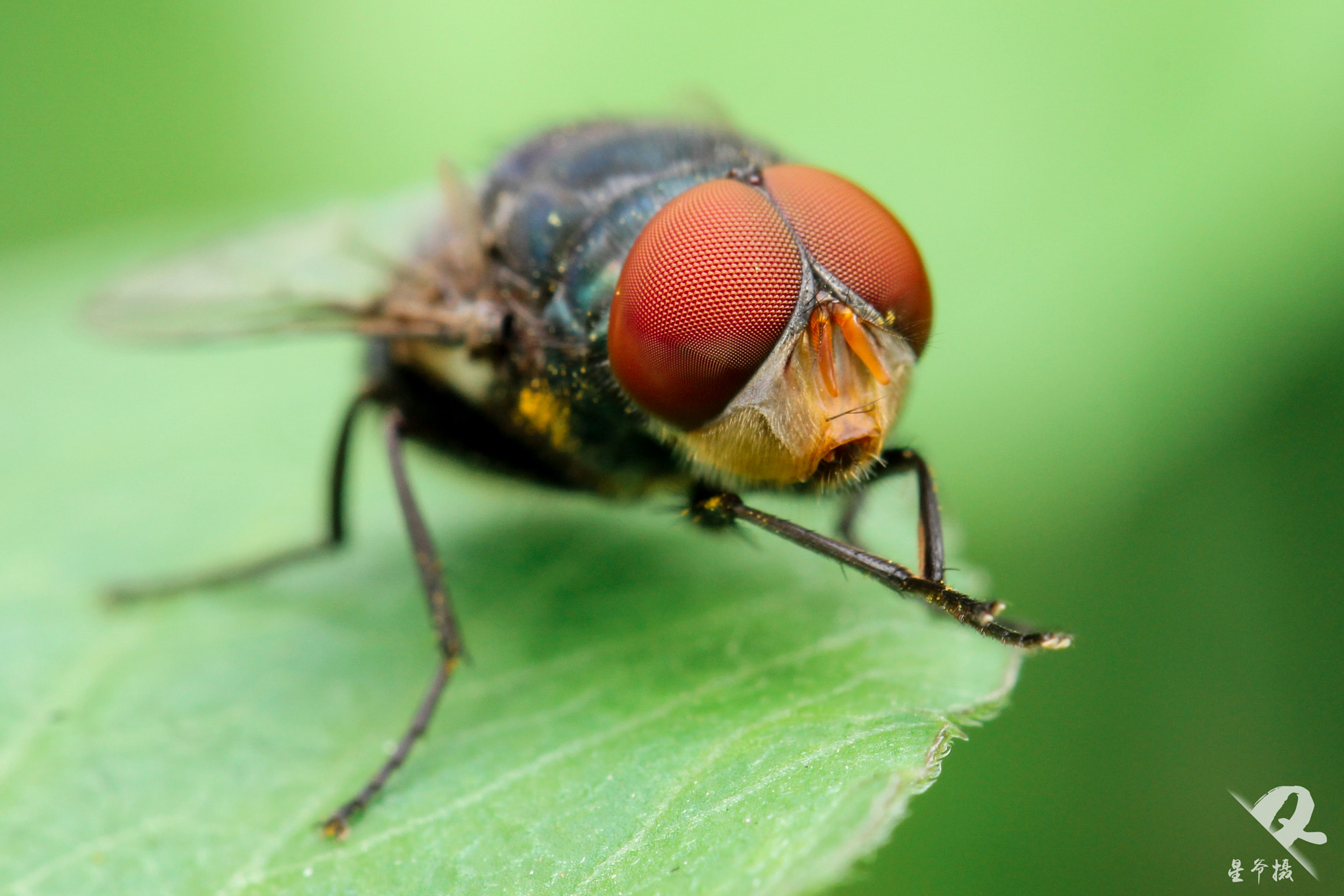 Canon EF 100mm F2.8L Macro IS USM sample photo