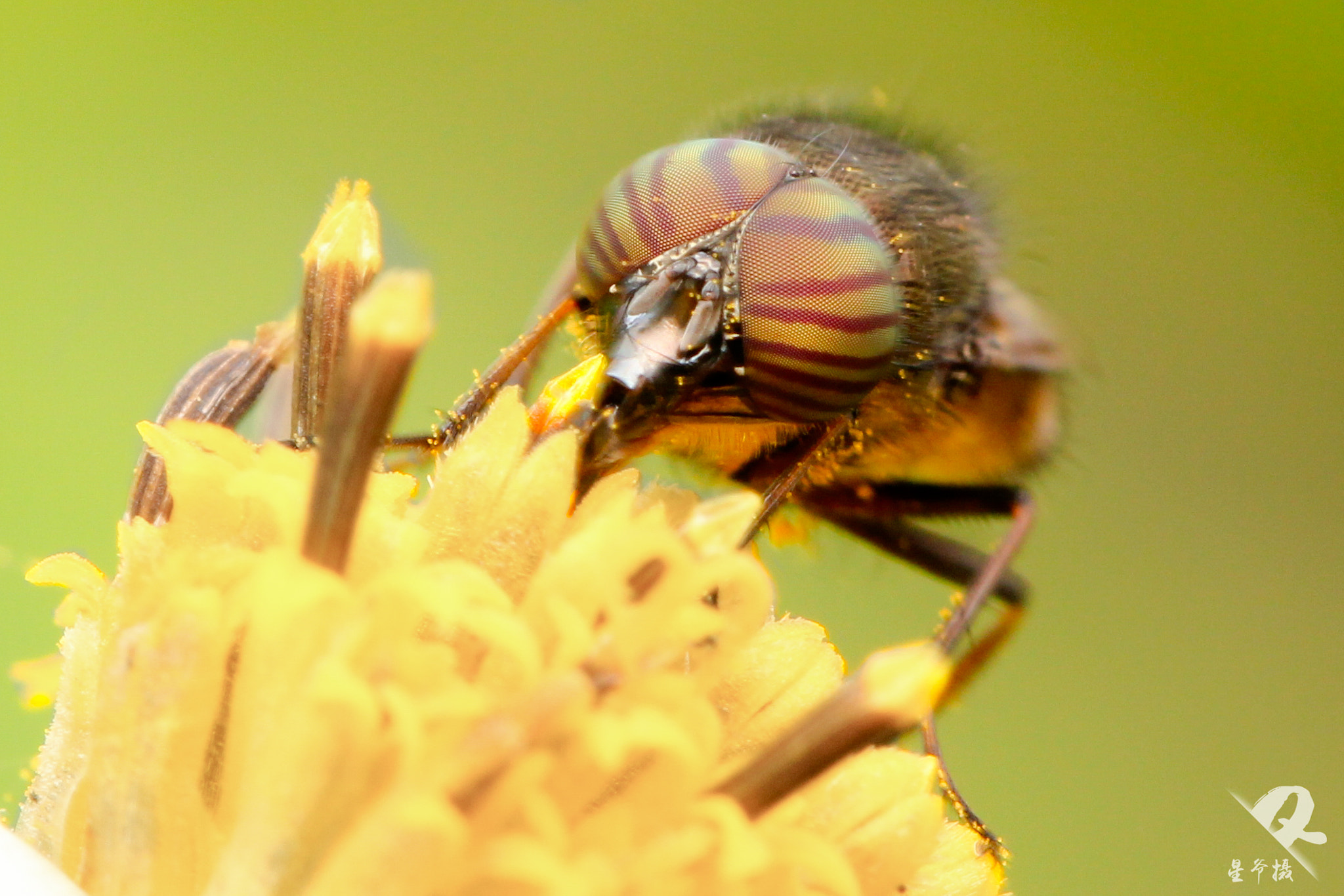 Canon EF 100mm F2.8L Macro IS USM sample photo